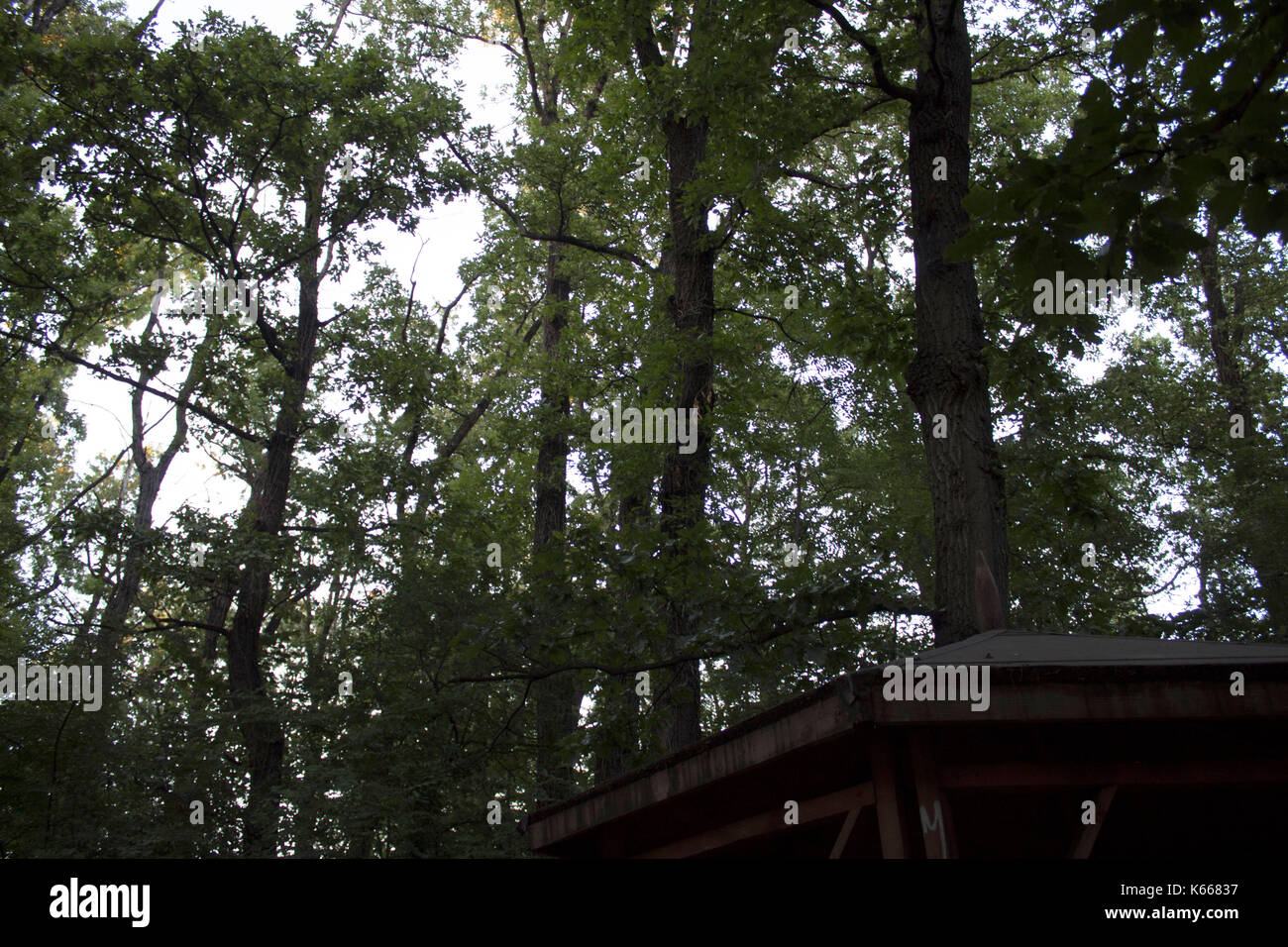 Sky through the trees above a gazebo in the park Stock Photo - Alamy