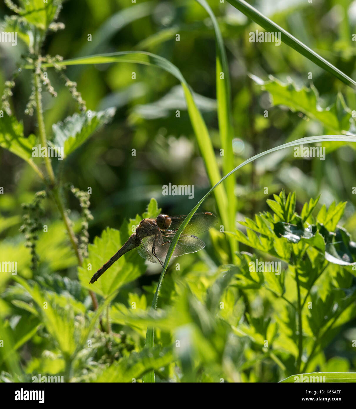 Globe skimmer dragonfly Stock Photo Alamy