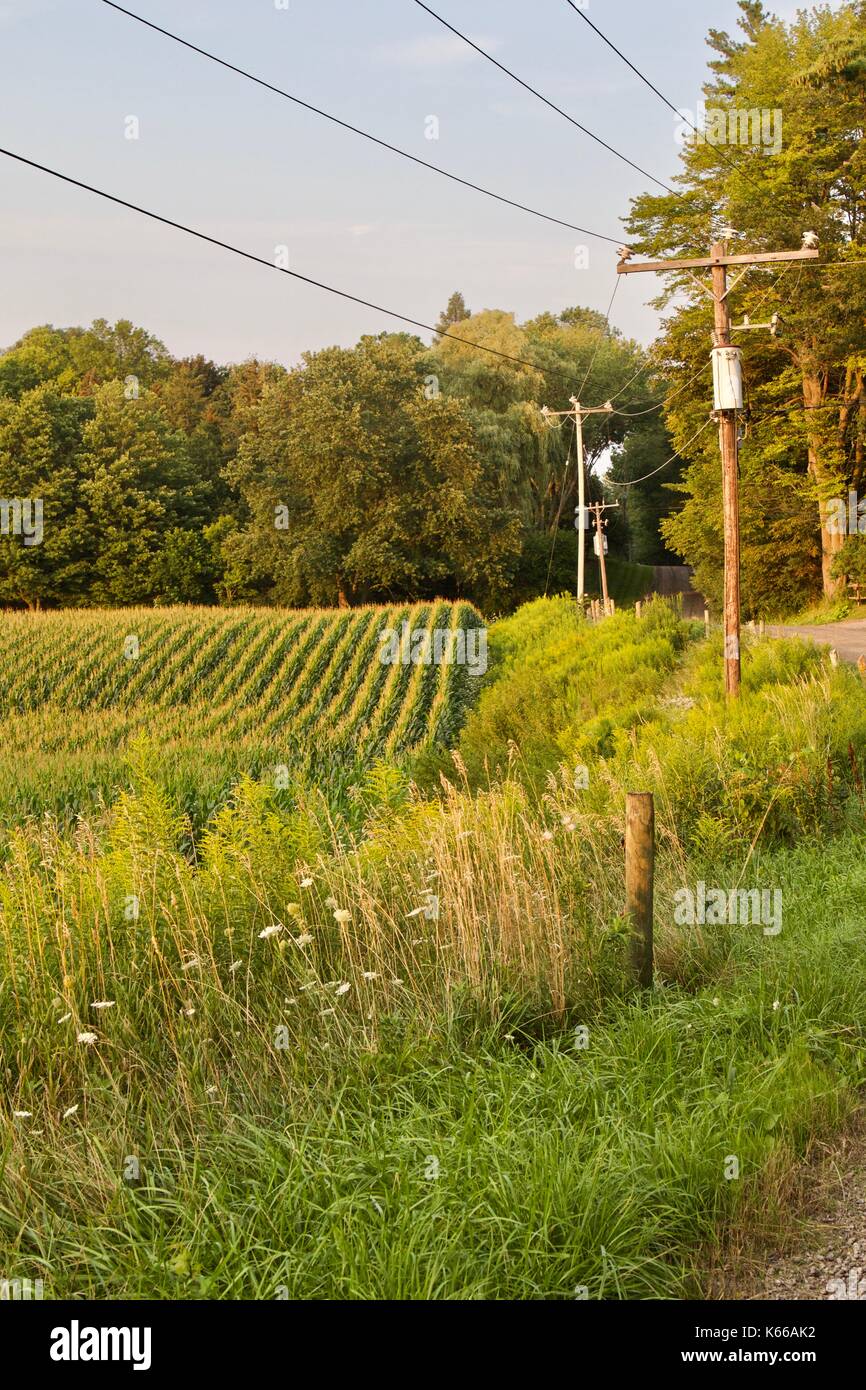 Beautiful corn field hi-res stock photography and images - Alamy
