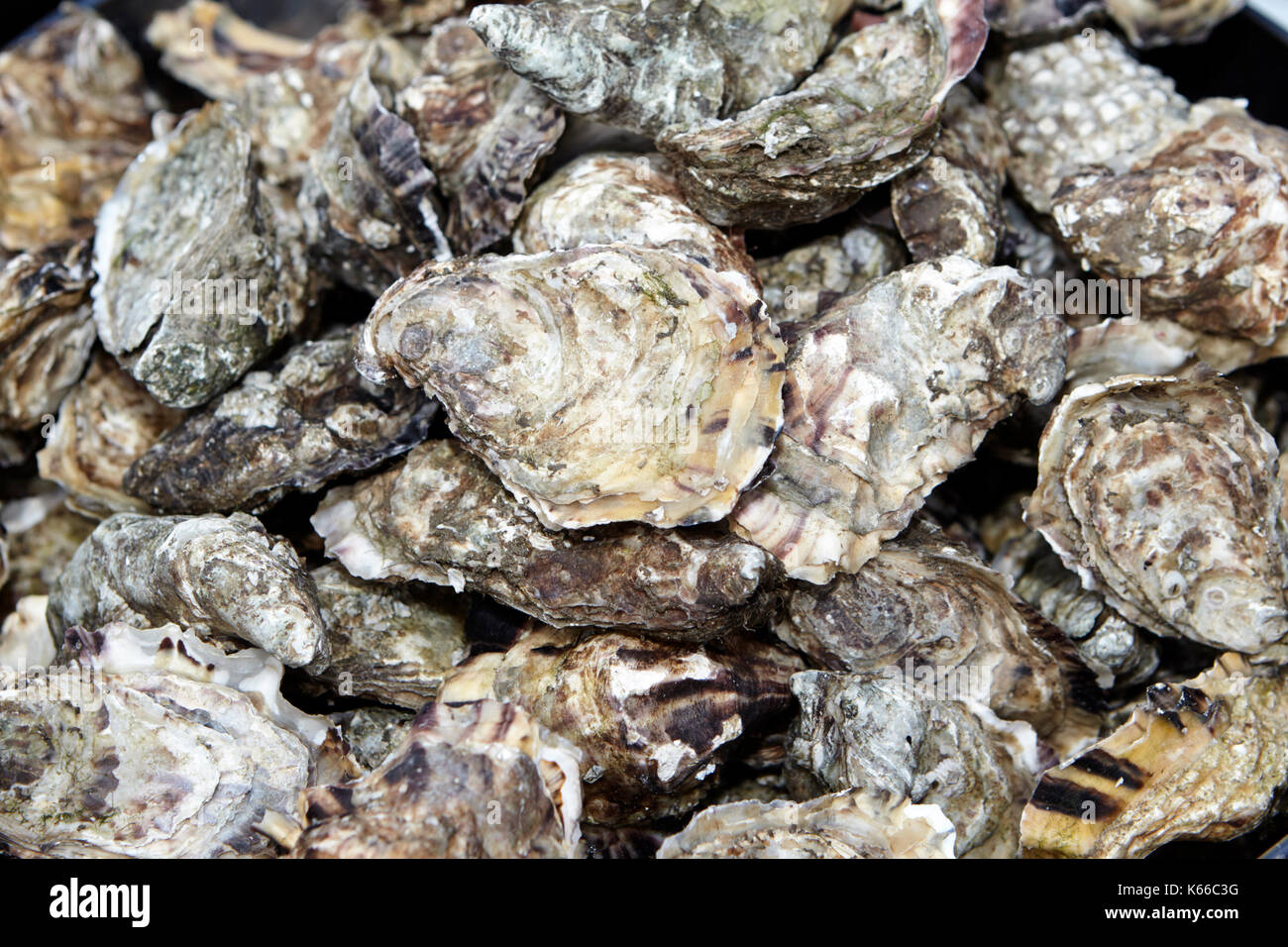 Oysters in shells hires stock photography and images Alamy