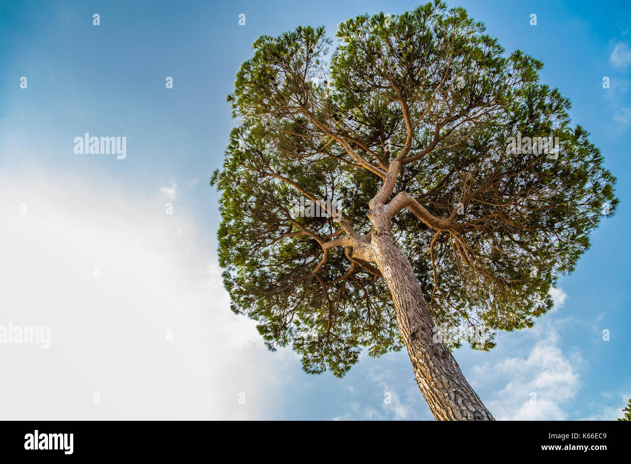 needles and branches of pine tree Stock Photo - Alamy