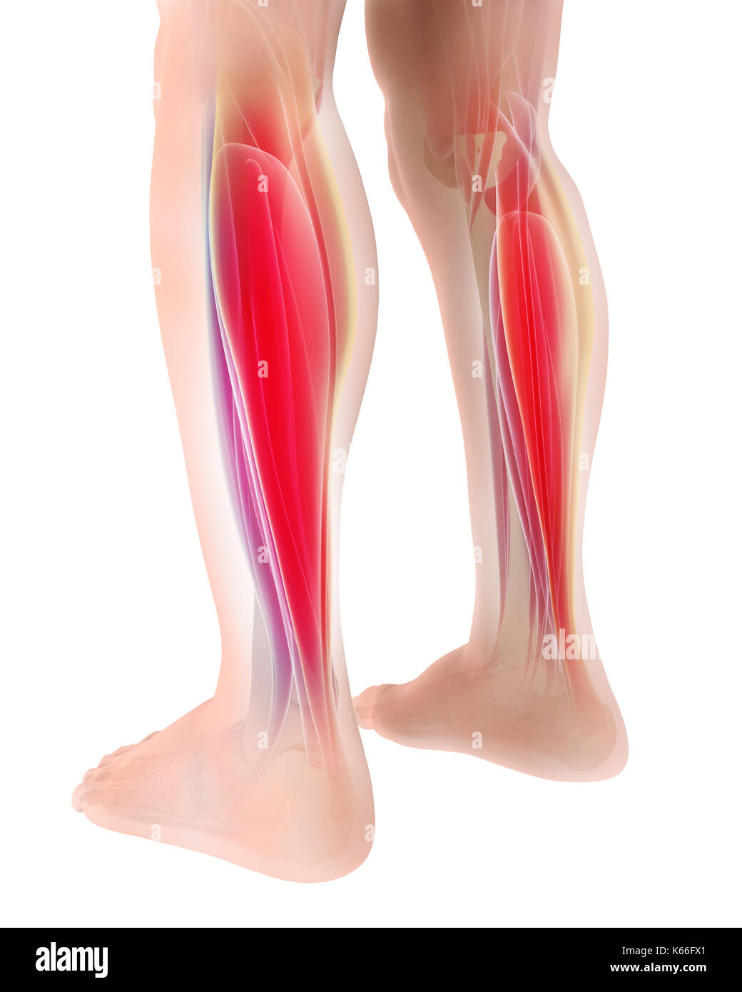 3D illustration of gastrocnemius, Part of Legs Muscle Anatomy - Medical concept. Stock Photo