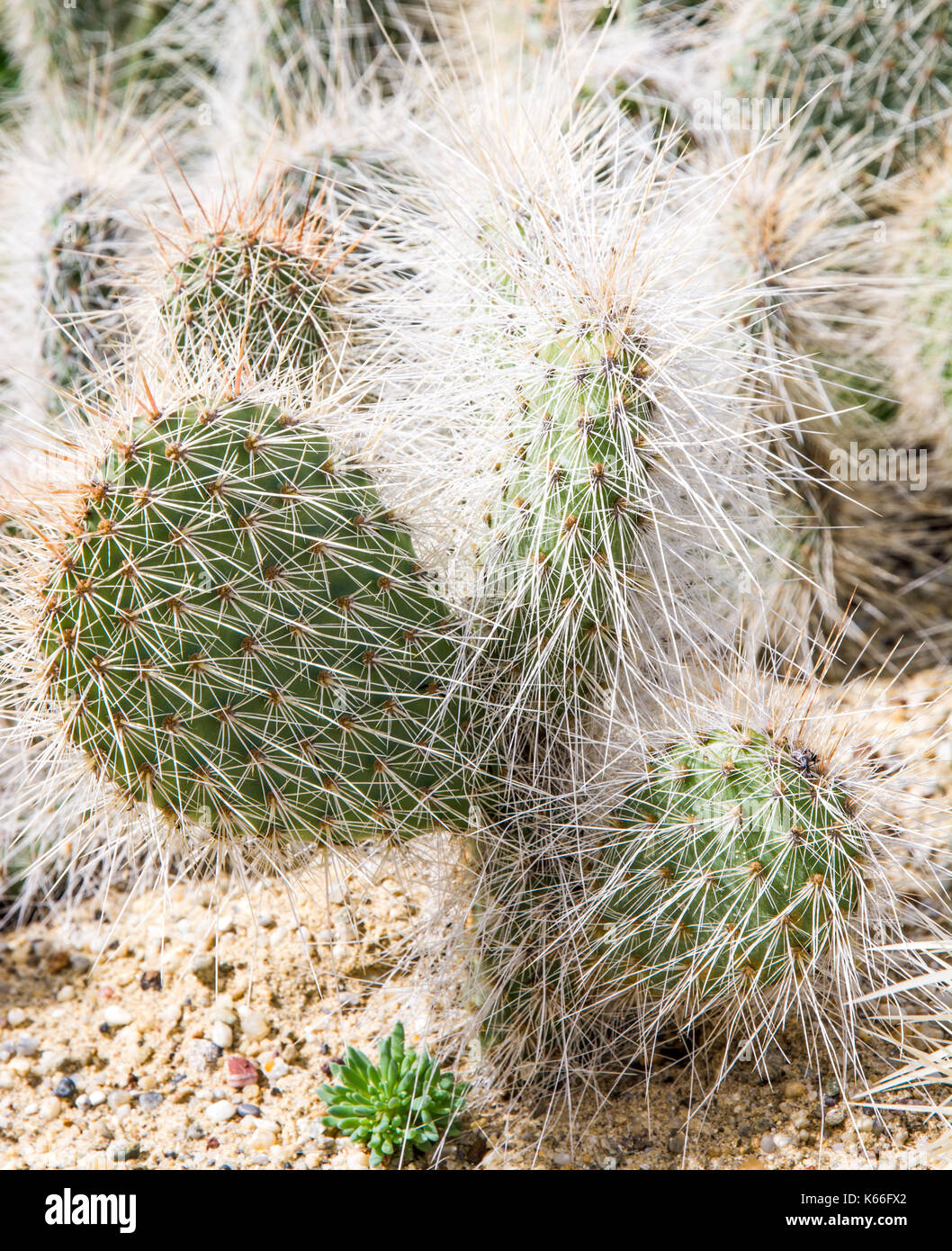 Closeup of a Pricklypear casctus with many thorns Stock Photo