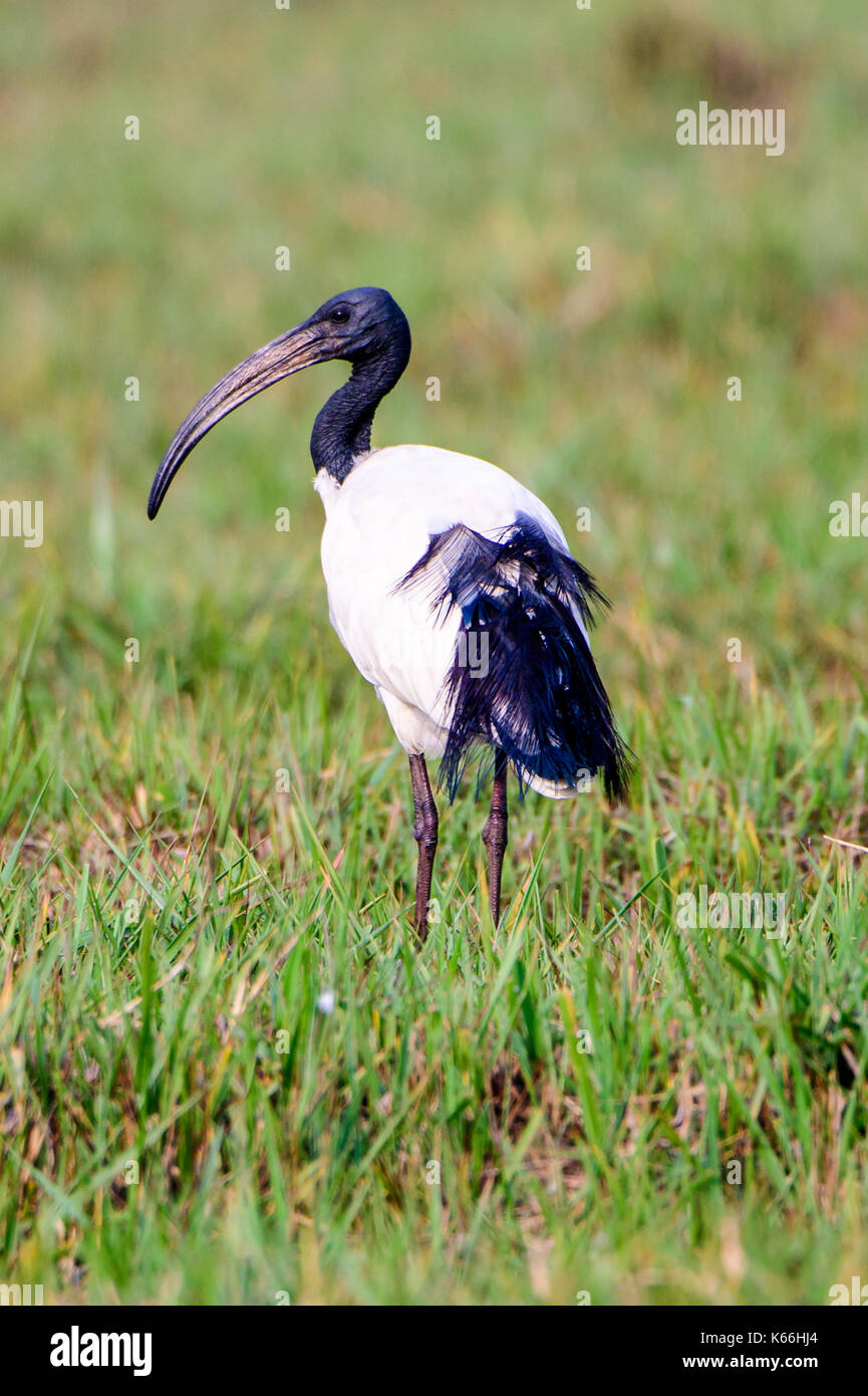 Sacred ibis on grassland Stock Photo
