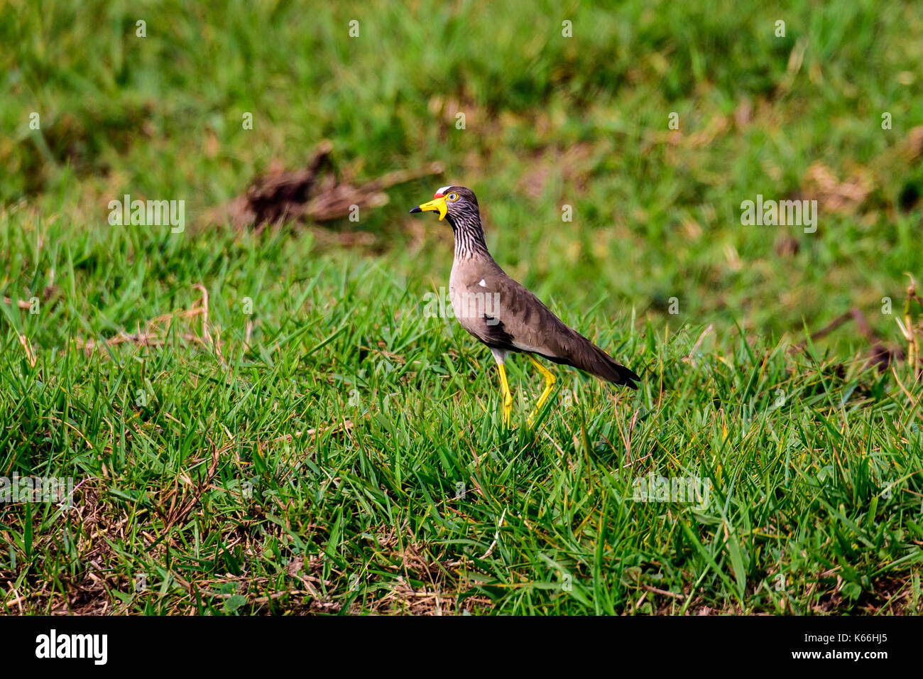 African wattled lapwing foraging Stock Photo - Alamy
