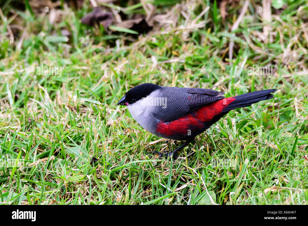 Black crowned waxbill foraging Stock Photo