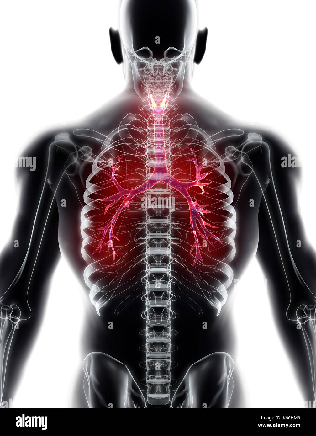 3D illustration of Larynx Trachea Bronchi Part of Respiratory System
