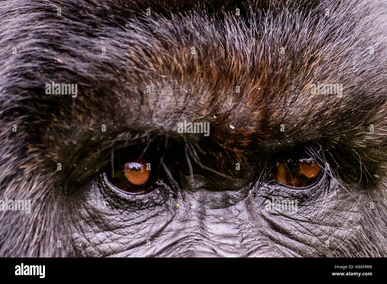 Eyes of a mountain gorilla Stock Photo Alamy