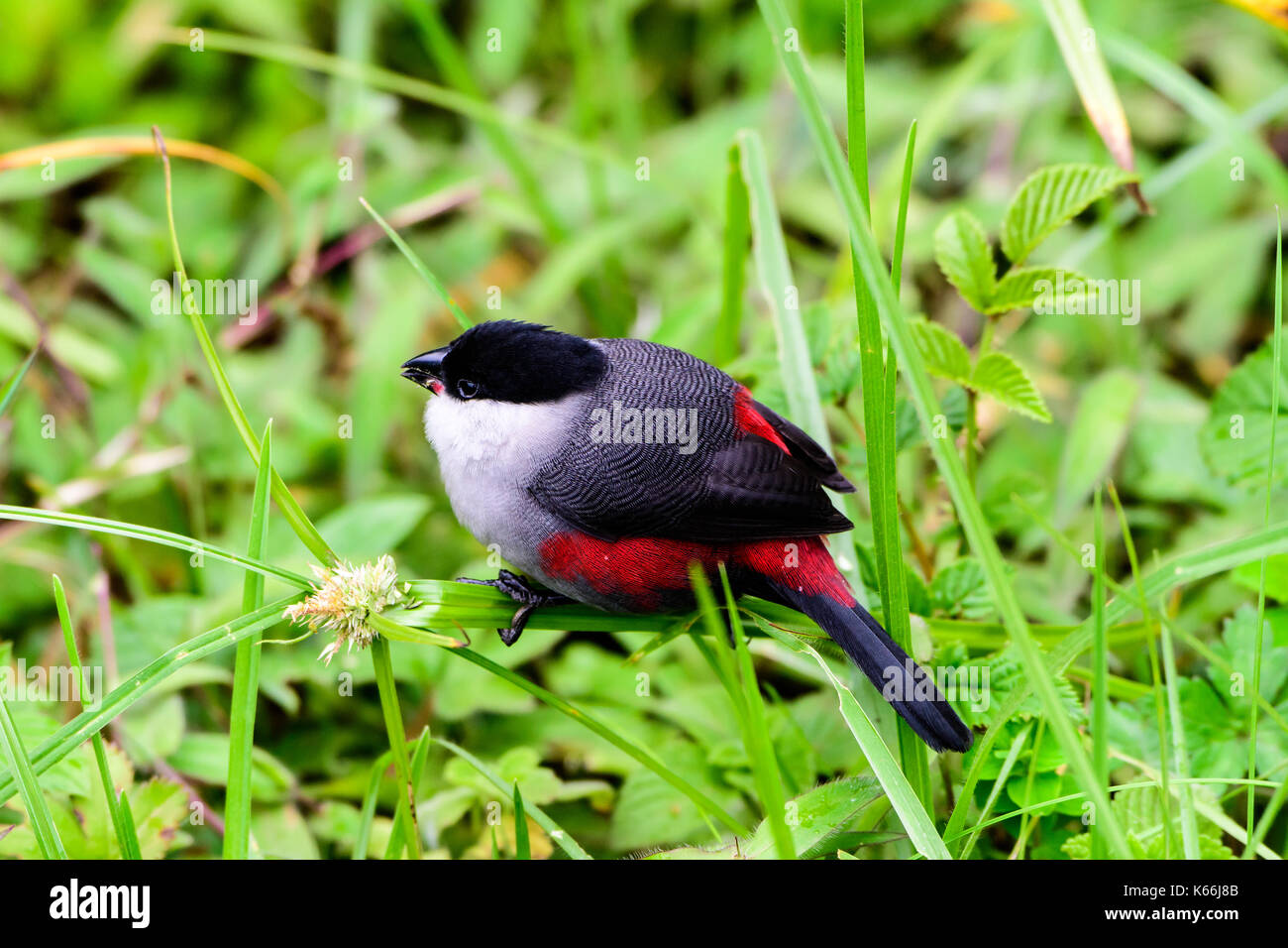 Black crowned waxbill on the ground Stock Photo