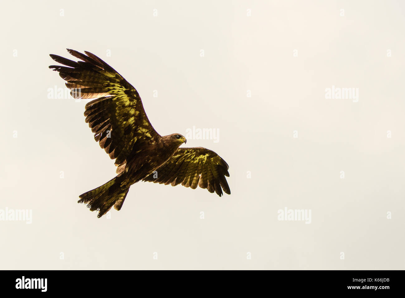 yellow billed kite in flight Stock Photo