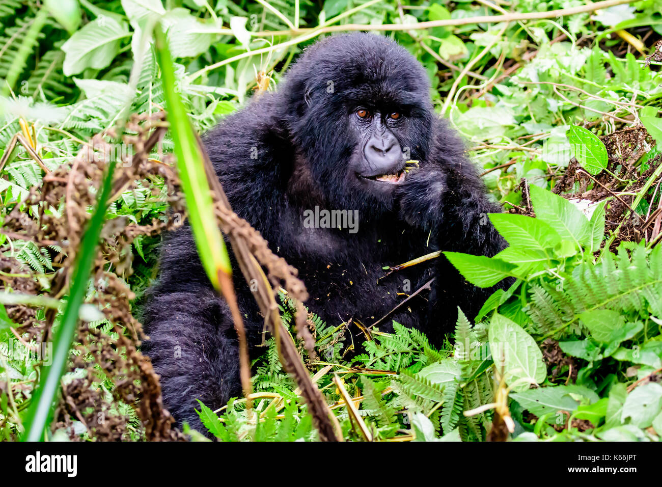 Juvenile mountain gorilla paying attention Stock Photo