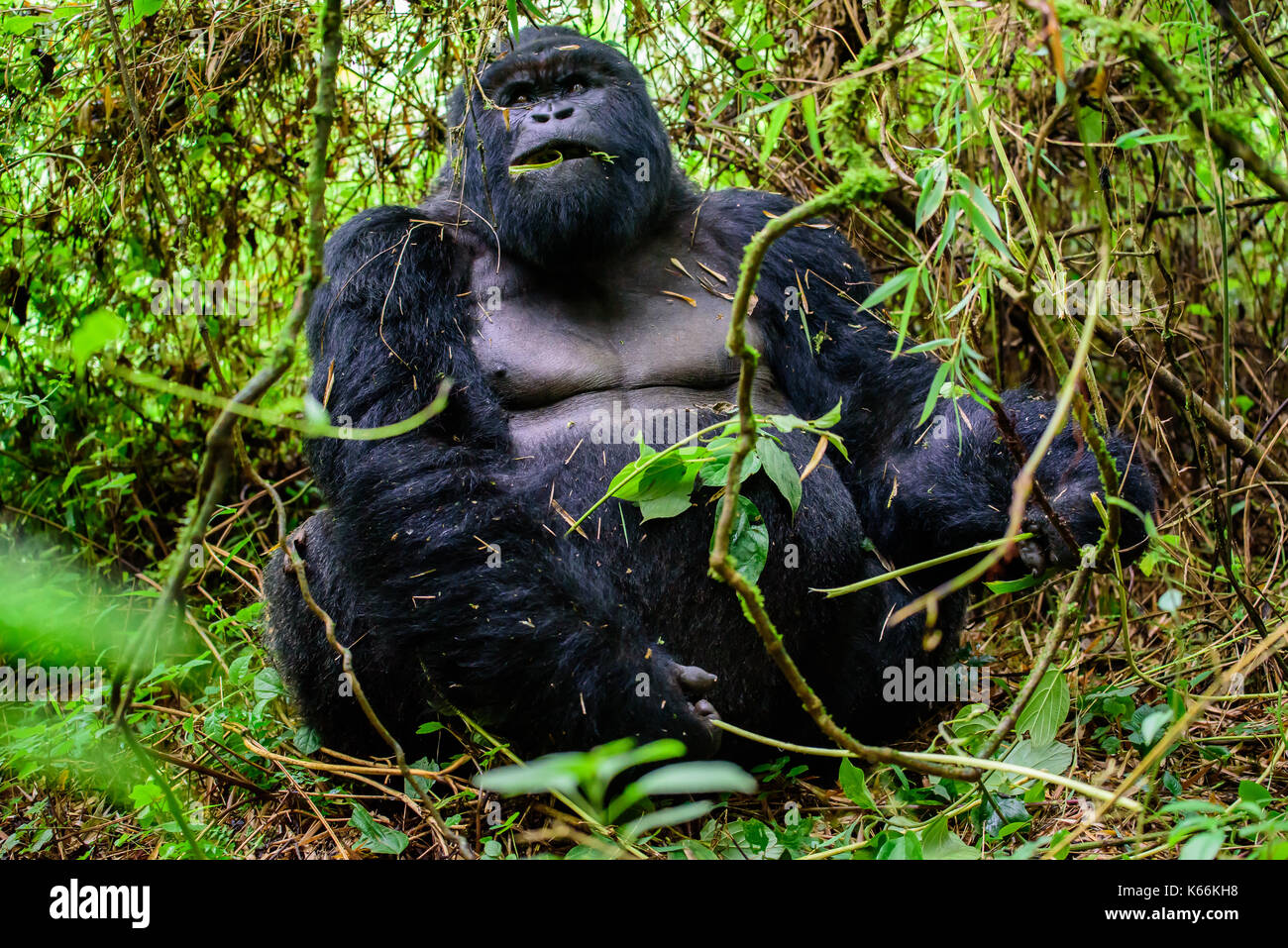 chilled out silverback mountain gorilla lunching in the forest Stock Photo