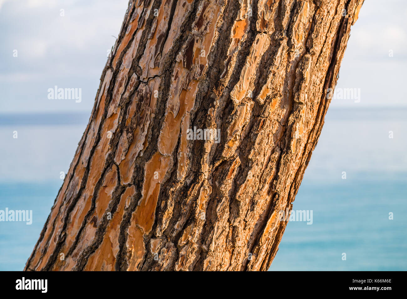 closeup of bark of pine tree Stock Photo