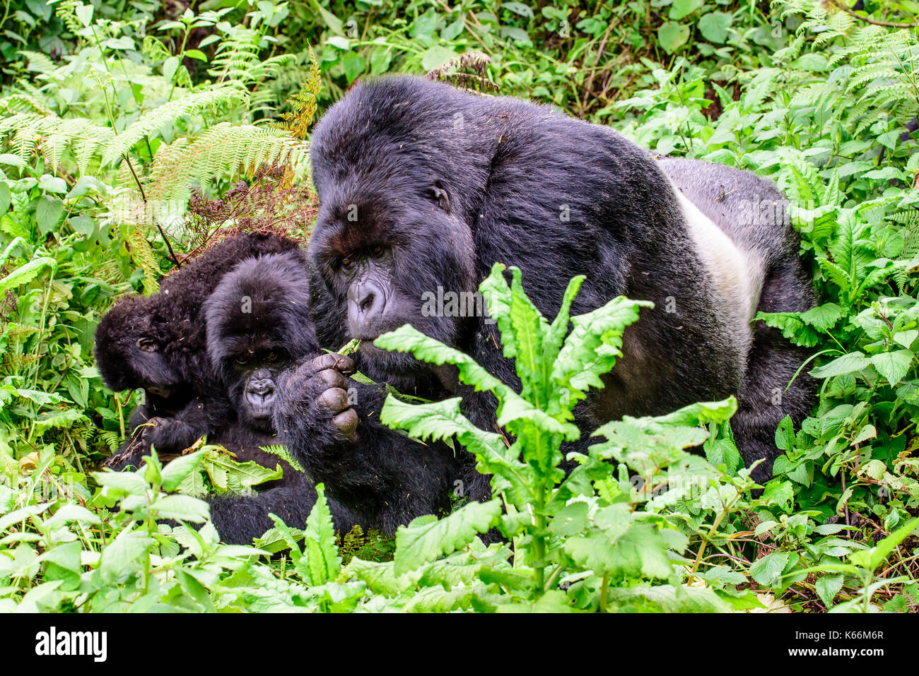 Silverback mountain gorilla with family Stock Photo