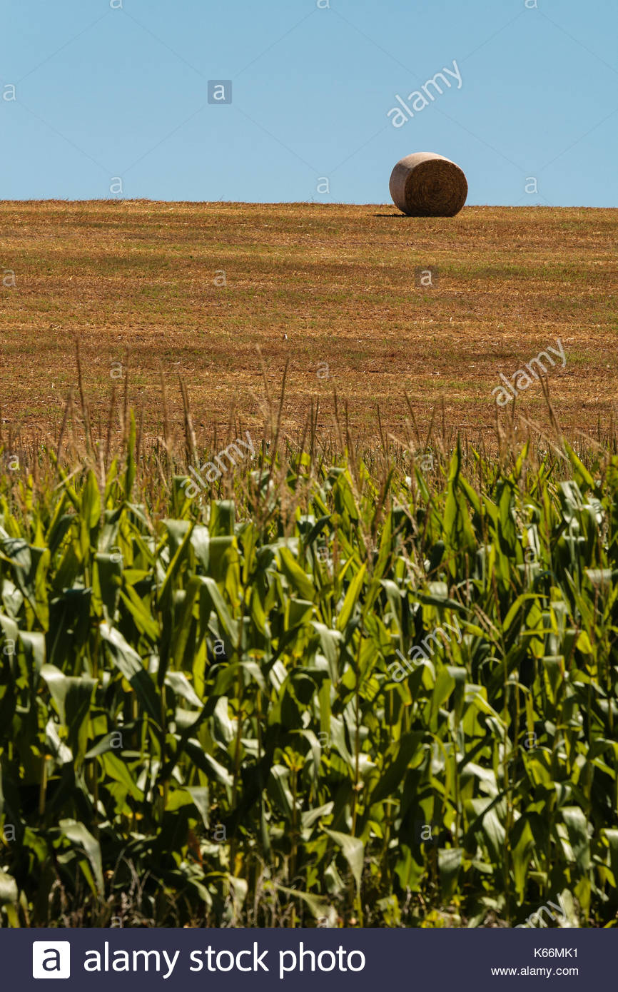 Alfalfa And Corn Stock Photos & Alfalfa And Corn Stock Images - Alamy
