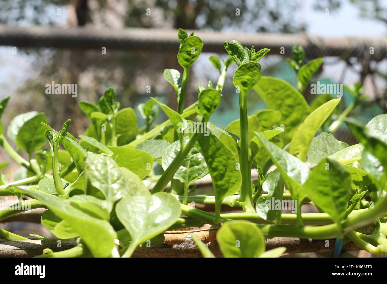Malabar spinach is a very common vegetable which is grown in almost every house in the south Indian states Kerala and Mangalore. Stock Photo