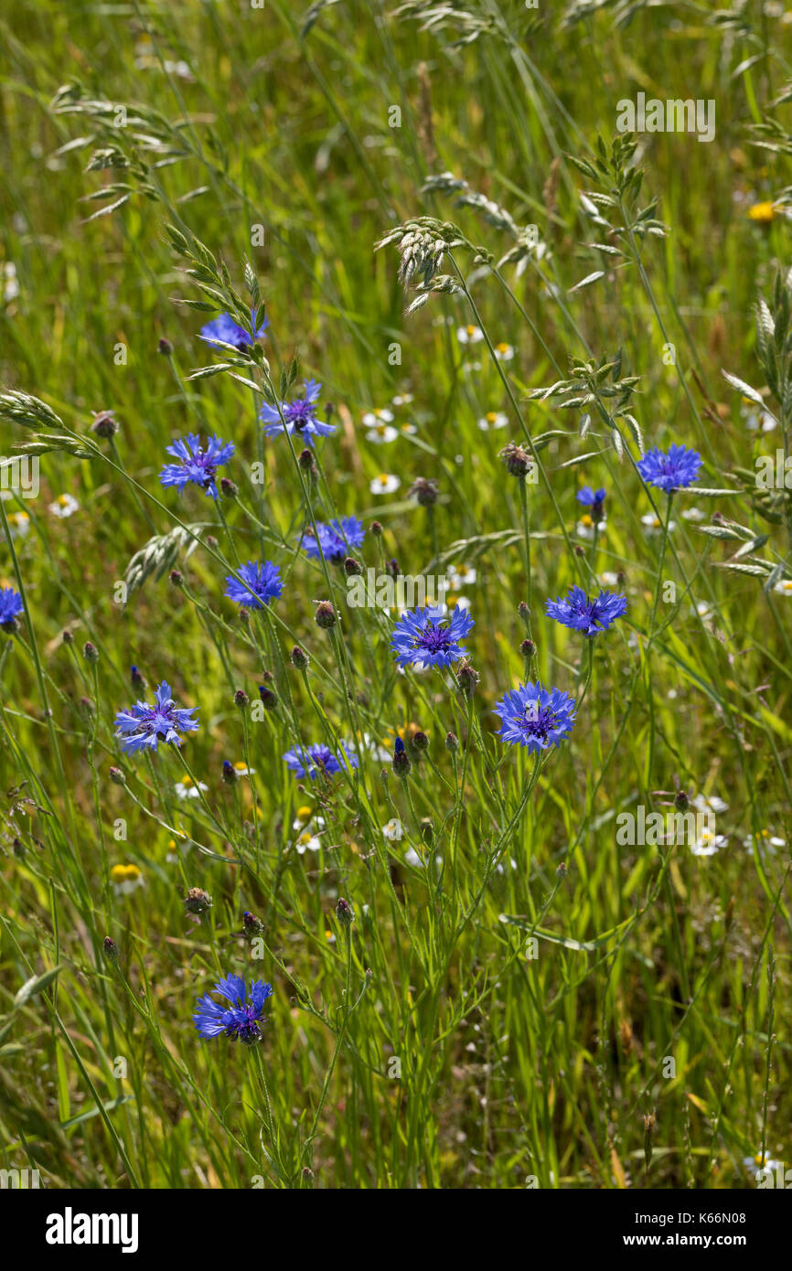 Kornblume, Korn-Blume, Zyane, Cyanus segetum, Centaurea cyanus, Cornflower, Bachelor´s Button, Le Bleuet, Centaurée bleuet Stock Photo