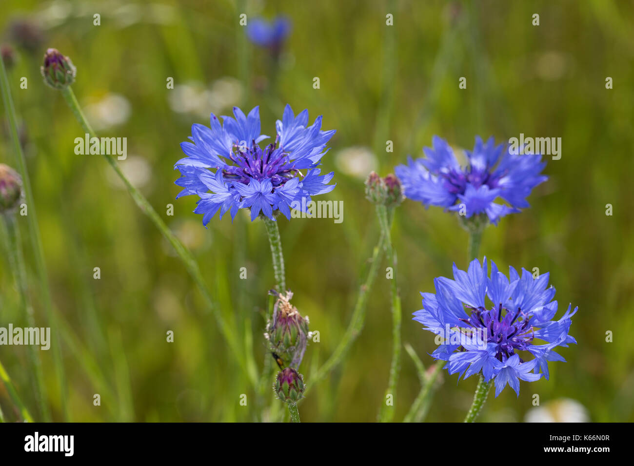 Kornblume, Korn-Blume, Zyane, Cyanus segetum, Centaurea cyanus, Cornflower, Bachelor´s Button, Le Bleuet, Centaurée bleuet Stock Photo