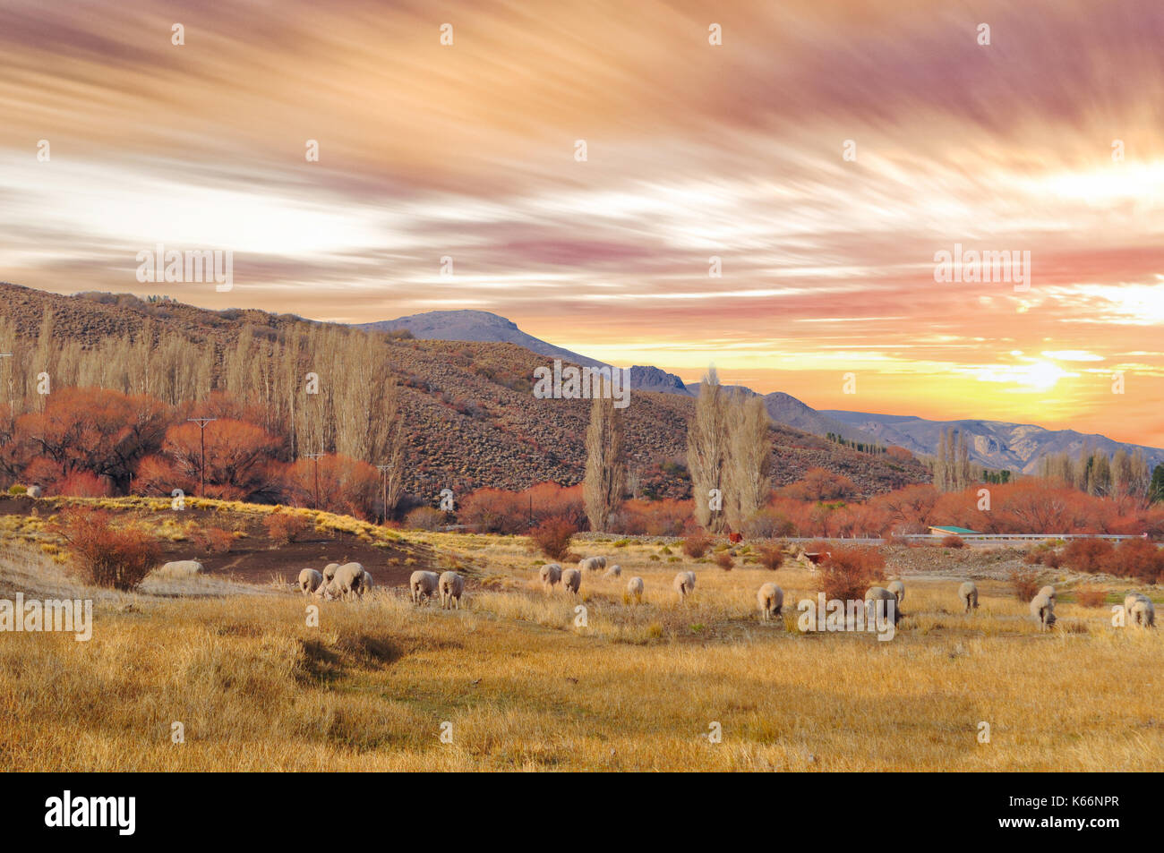 flock of sheeps grazin at Patagonian Landscape, Neuquen, Argentina Stock Photo