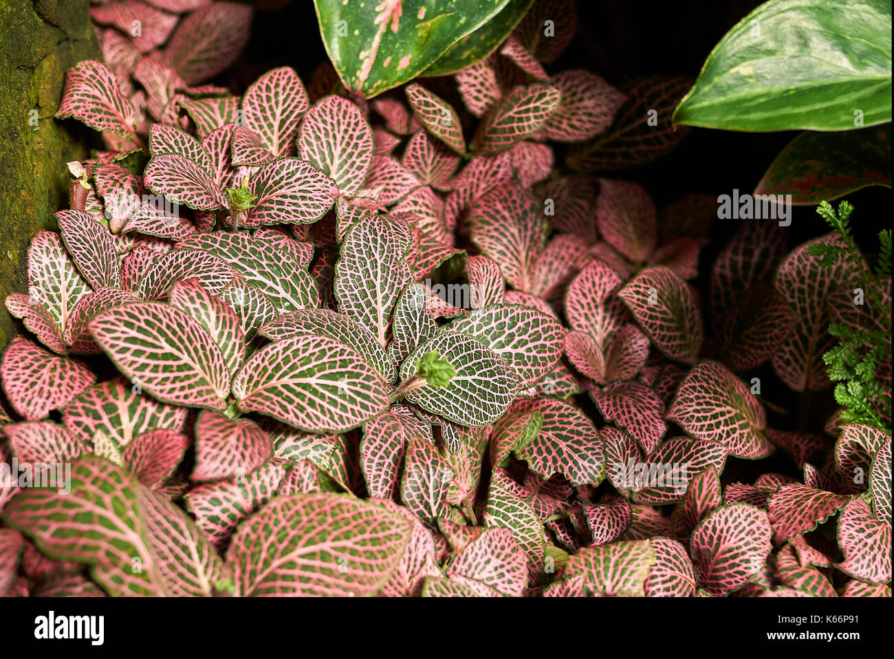 Fittonia albivenis close up Stock Photo