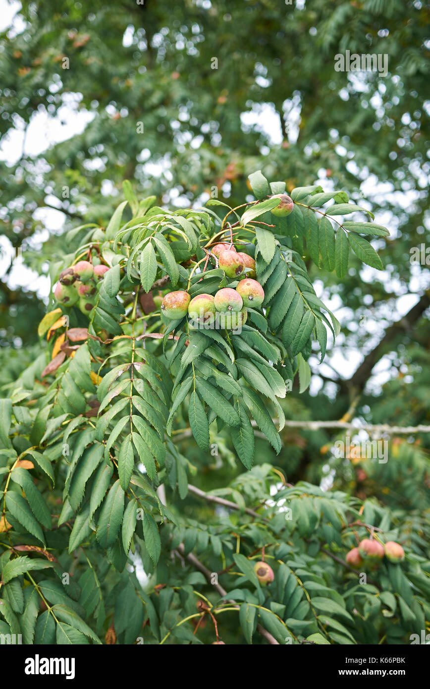 Sorbus domestica Stock Photo Alamy