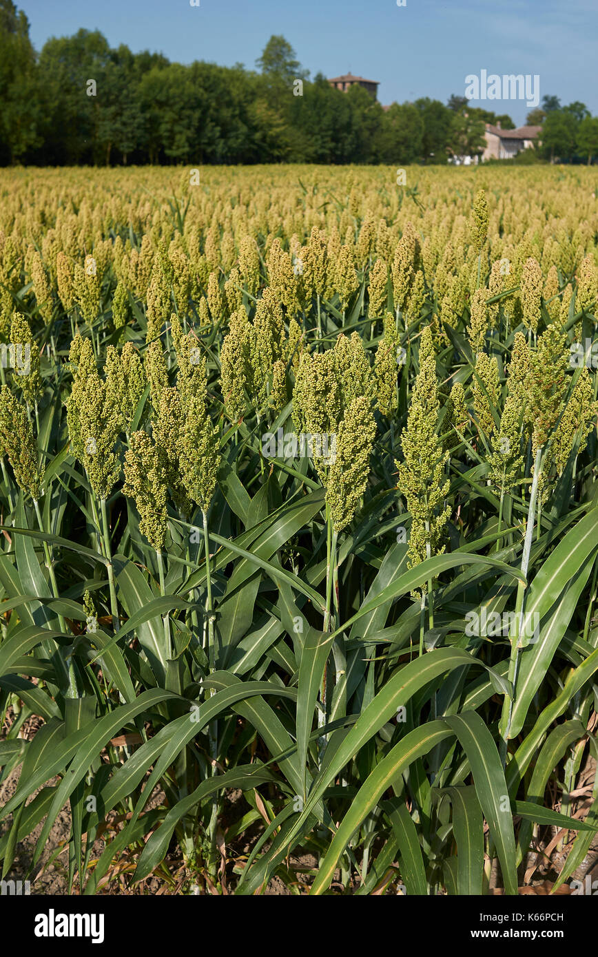 Grain sorghum grass red hi-res stock photography and images - Alamy