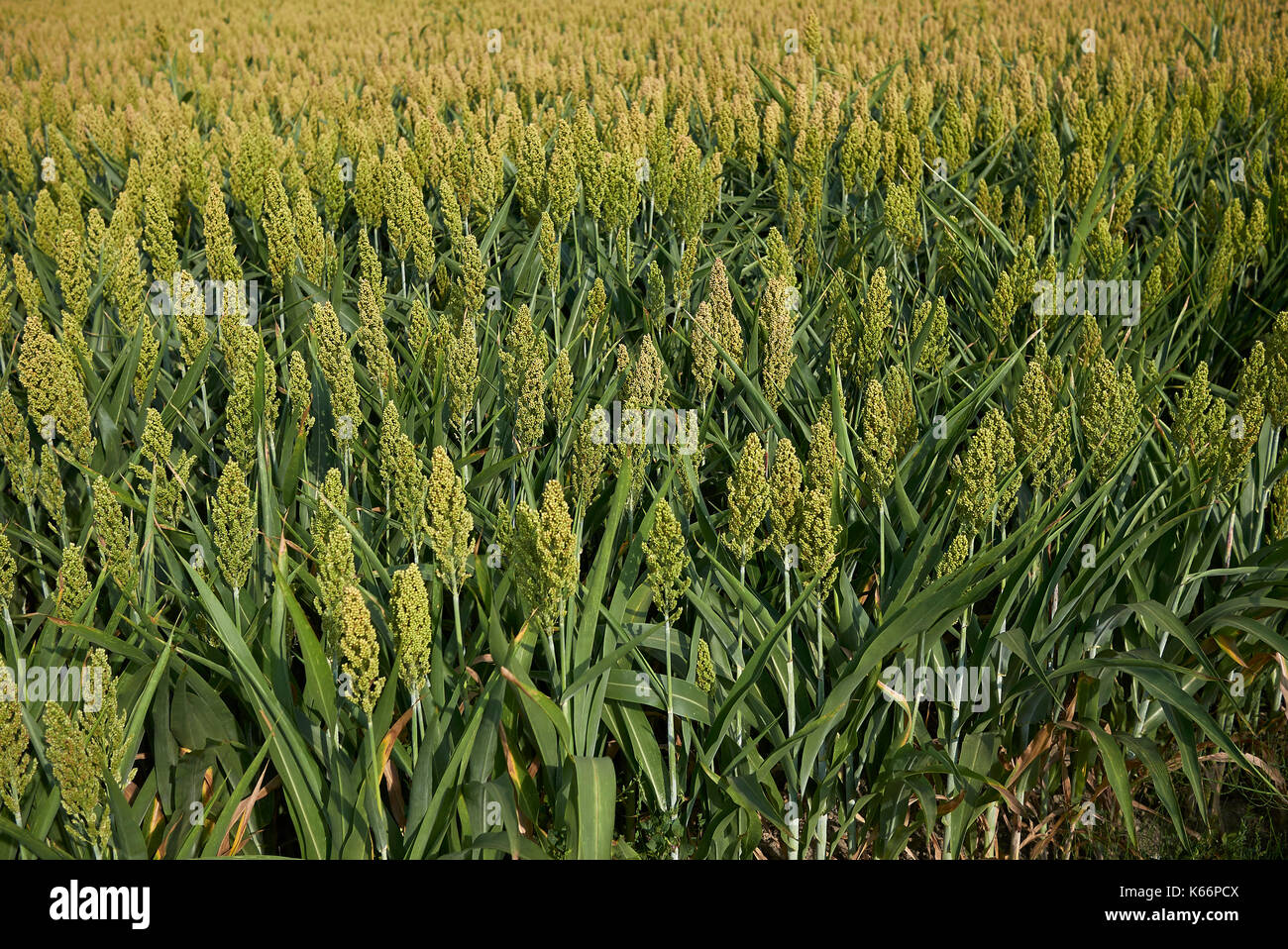 Grain sorghum grass red hi-res stock photography and images - Alamy