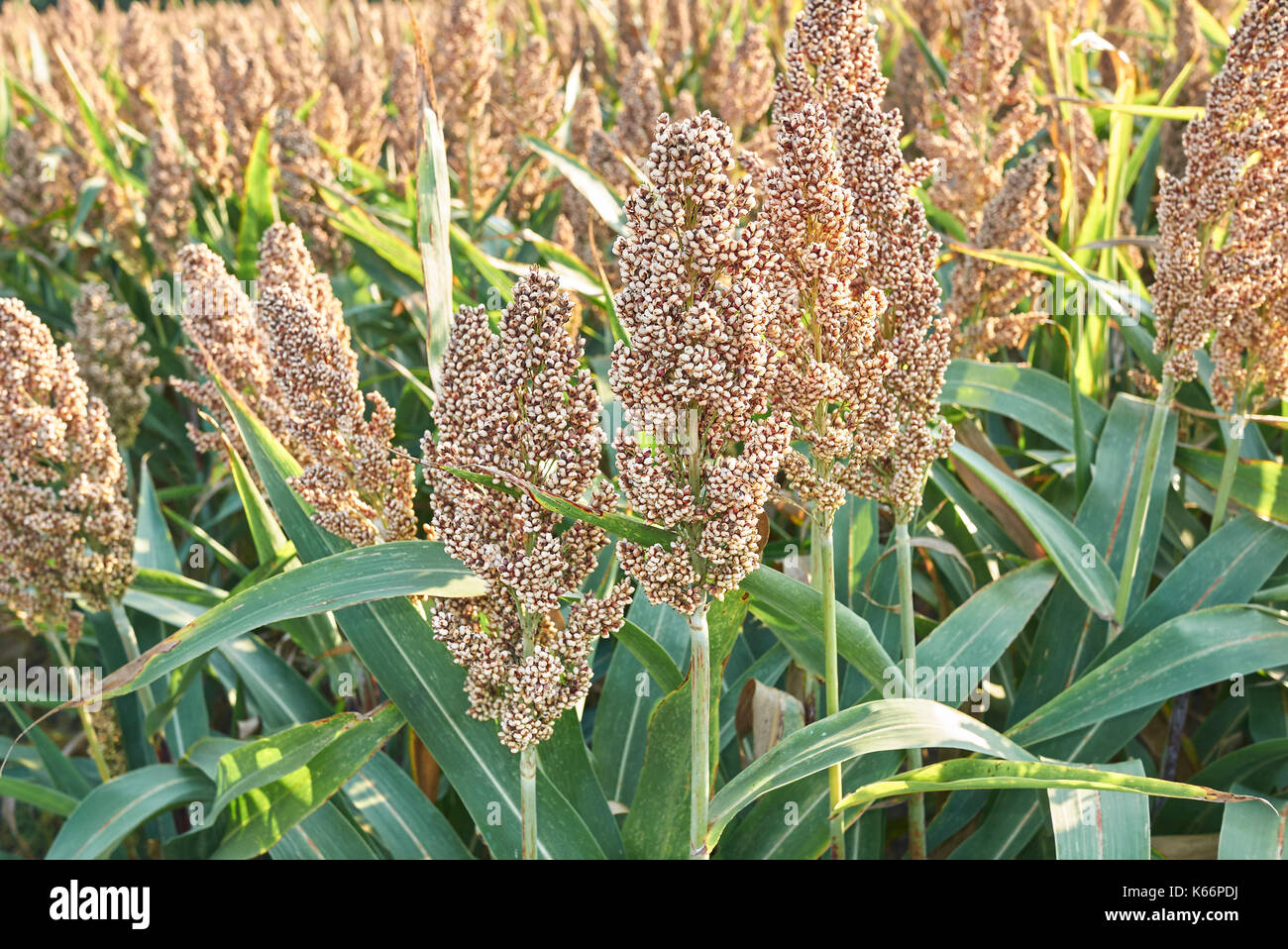 Sorghum bicolor close up Stock Photo - Alamy