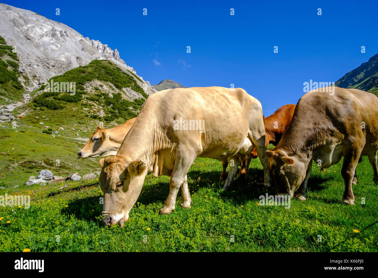 Alps switzerland grazing hi-res stock photography and images - Alamy