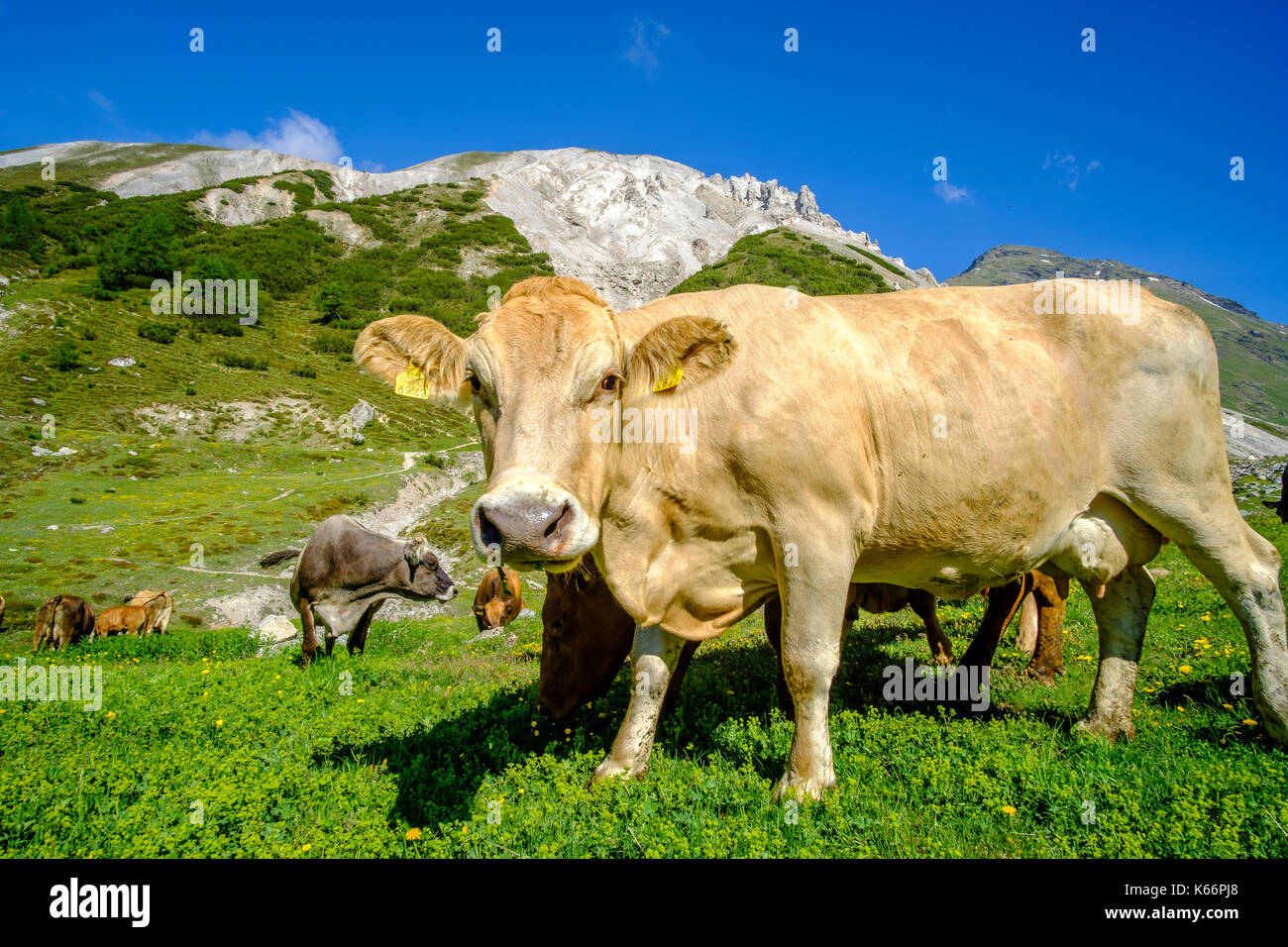 Swiss cows graze on alpine hi-res stock photography and images - Alamy