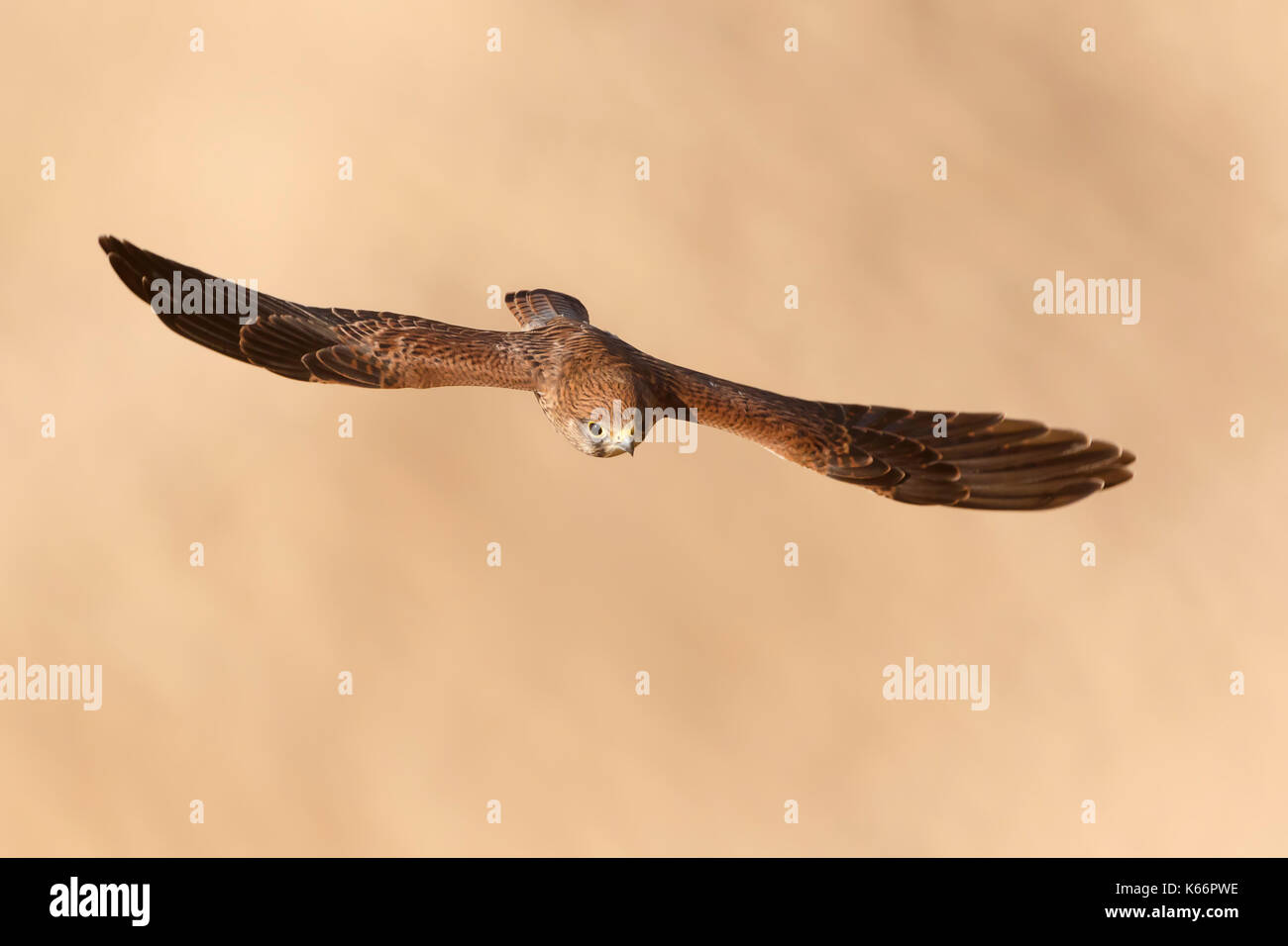 Juvenile Kestrel in flight over the sand of the beach Stock Photo