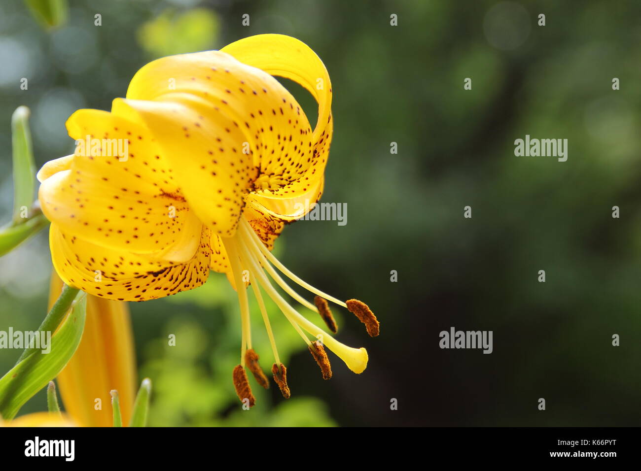 Lilium Citronella, an Asiatic hybrid lily with bright golden Turk's cap flowers in full bloom in an English garden border in summer (July), UK Stock Photo
