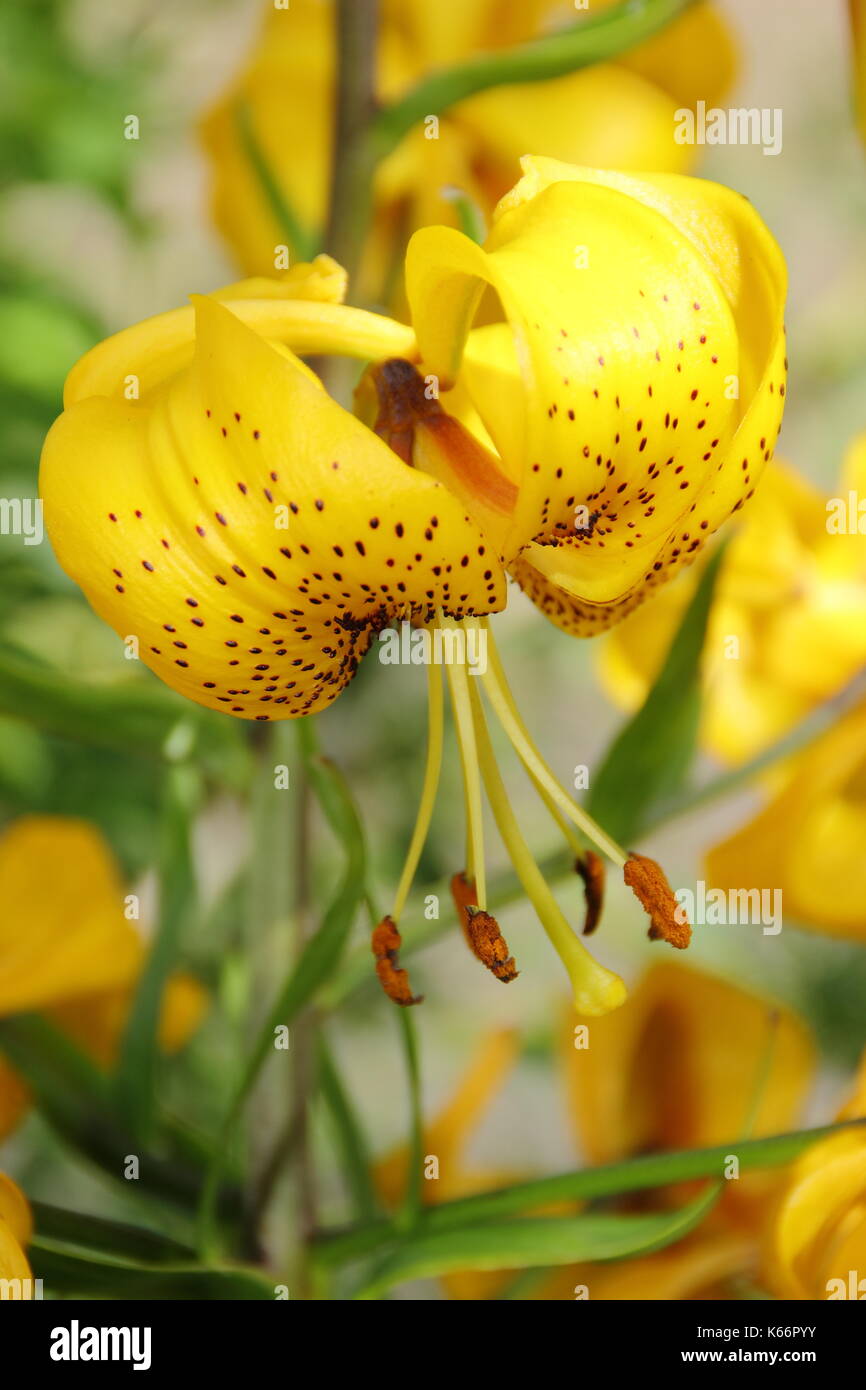 Lilium Citronella, an Asiatic hybrid lily with bright golden Turk's cap flowers in full bloom in an English garden border in summer (July), UK Stock Photo