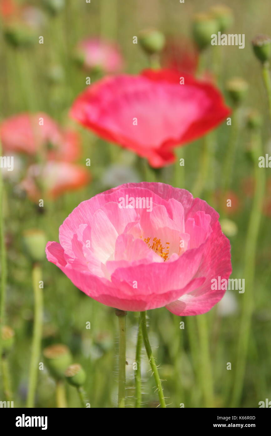 True Shirley poppies (Papaver rhoeas), with silken petals and pastel colours in a cultivated wildflower meadow at the height of an English summer Stock Photo
