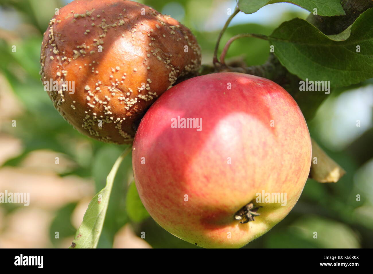 Malus domestica apple with brown rot (Monilinia laxa/monilinia fructagena) on the branch in an English orchard, UK Stock Photo