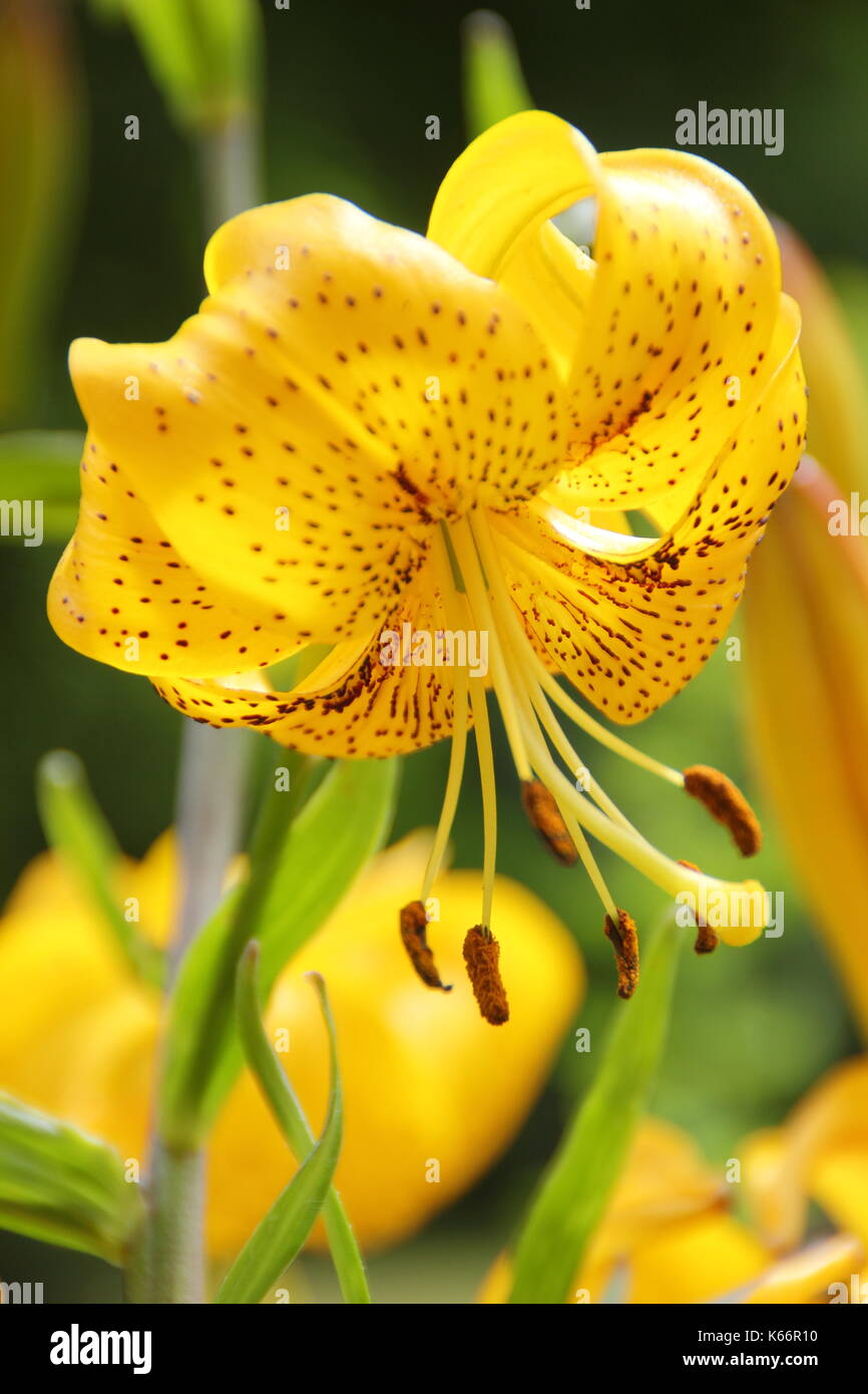 Asiatic lilies garden hires stock photography and images Alamy