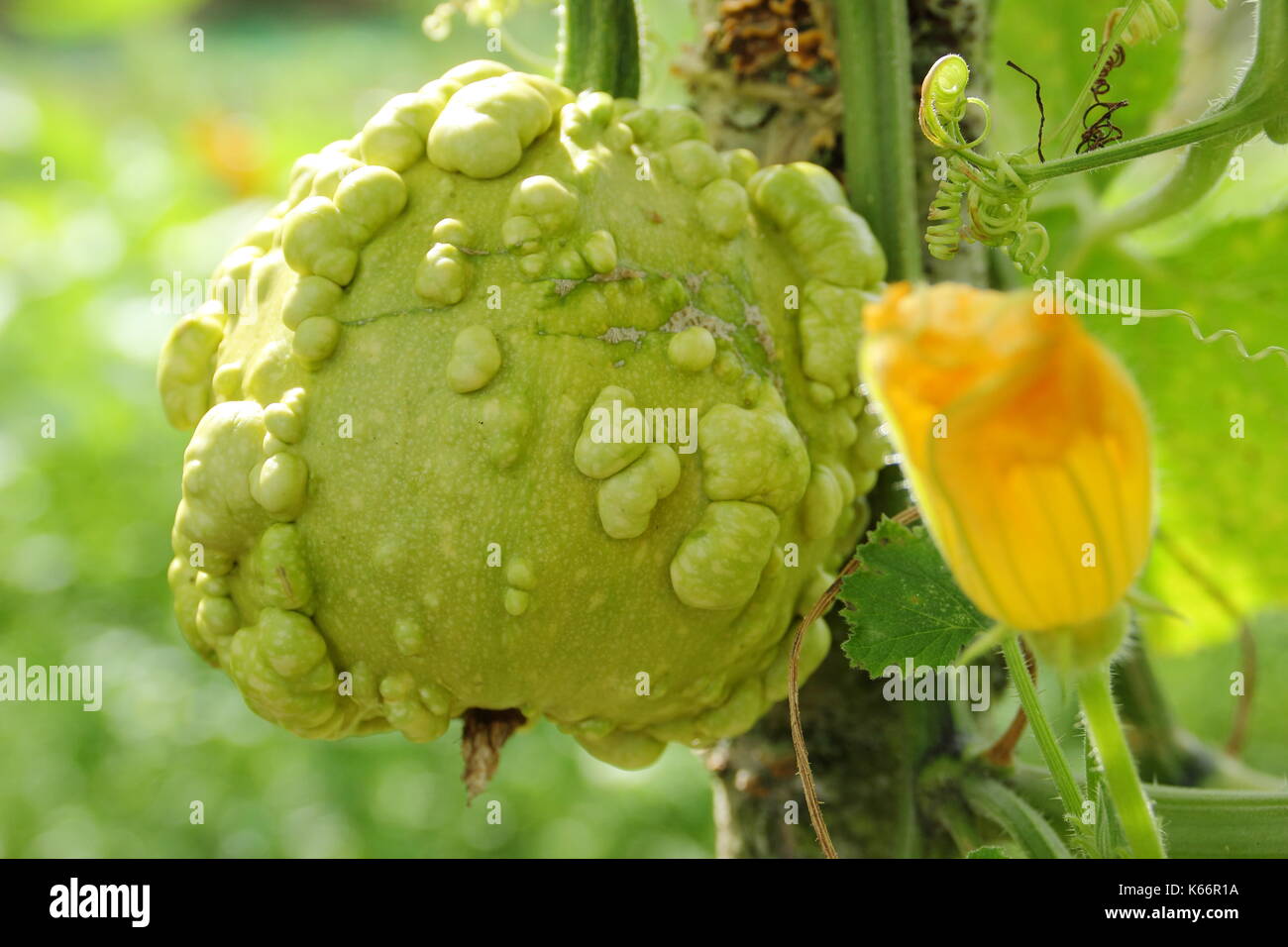 Gourd ripening on a home made wooden support frame  in an English garden in late summer, UK Stock Photo