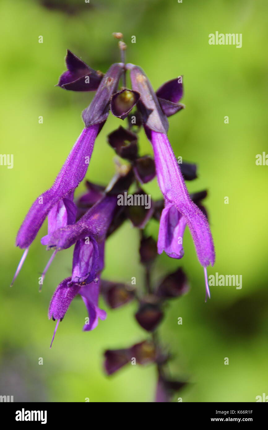 Salvia border hires stock photography and images Alamy
