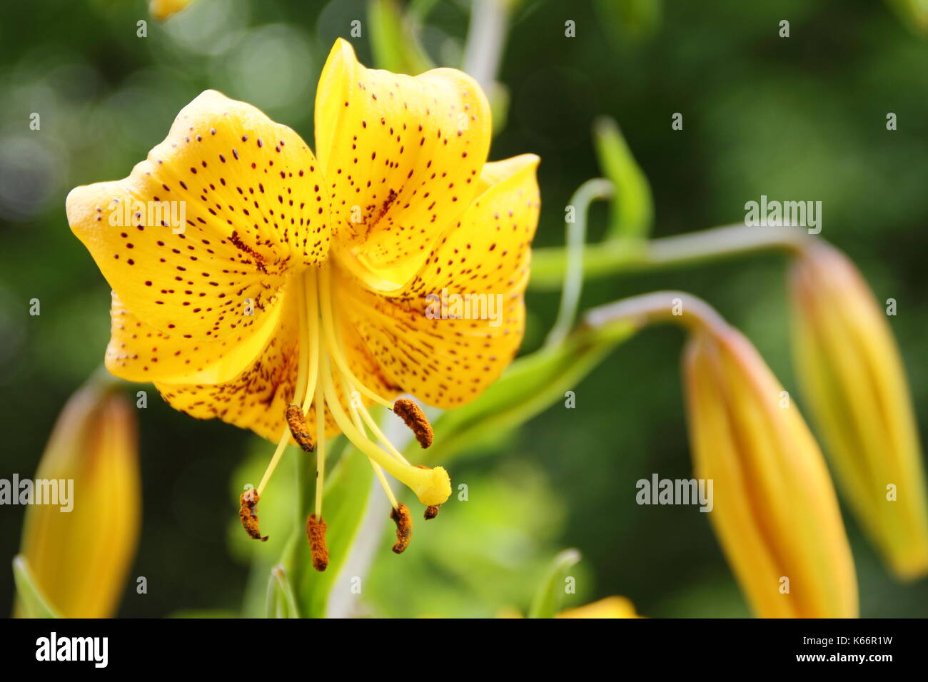 Lilium Citronella, an Asiatic hybrid lily with bright golden Turk's cap type flowers in full bloom in an English garden border in summer (July), UK Stock Photo