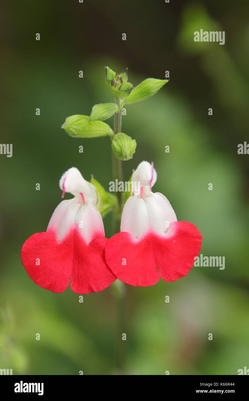 Salvia 'Hot Lips' (Salvia microphylla 'Hot Lips'), a bushy ornamental sage, displaying red and white colouring in an English garden in July, UK Stock Photo