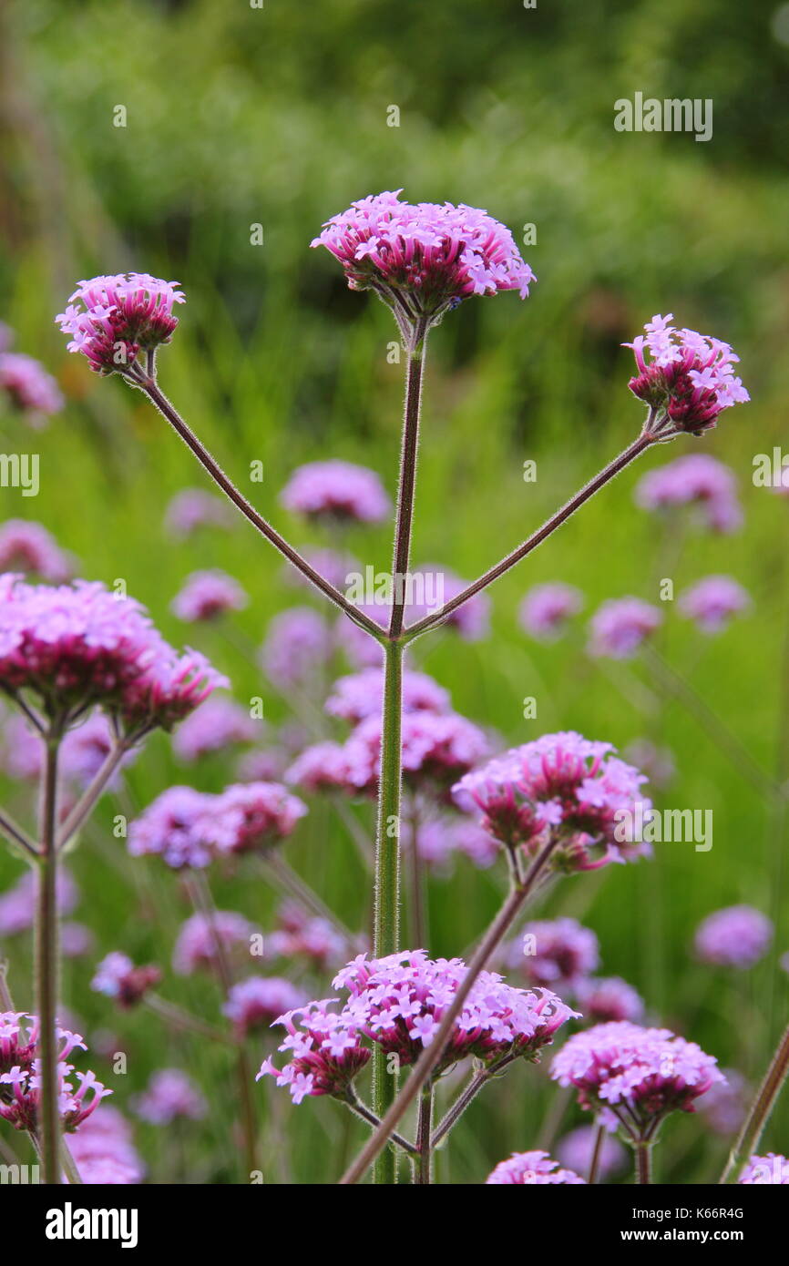 Verbena bonariensis, a tall perennial with small clusters of purple flowers, blooms in an English garden border in summer Stock Photo