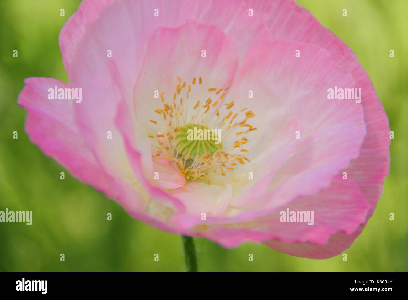 True Shirley poppy (Papaver rhoeas), displaying silken petals and pastel colours in a cultivated wildflower meadow at the height of an English summer Stock Photo