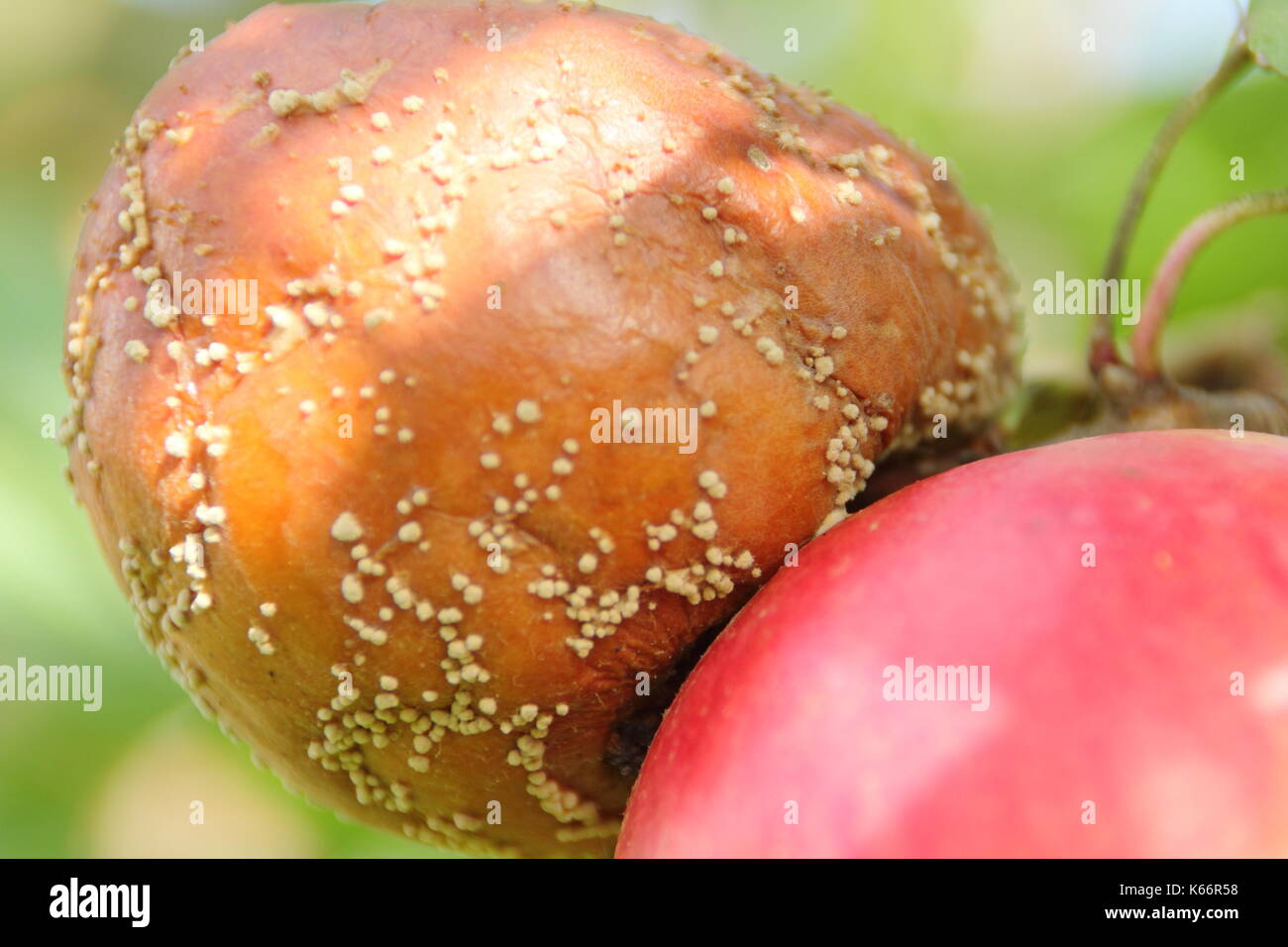 Malus domestica apple with brown rot (Monilinia laxa/monilinia fructagena) on the branch in an English orchard, UK Stock Photo