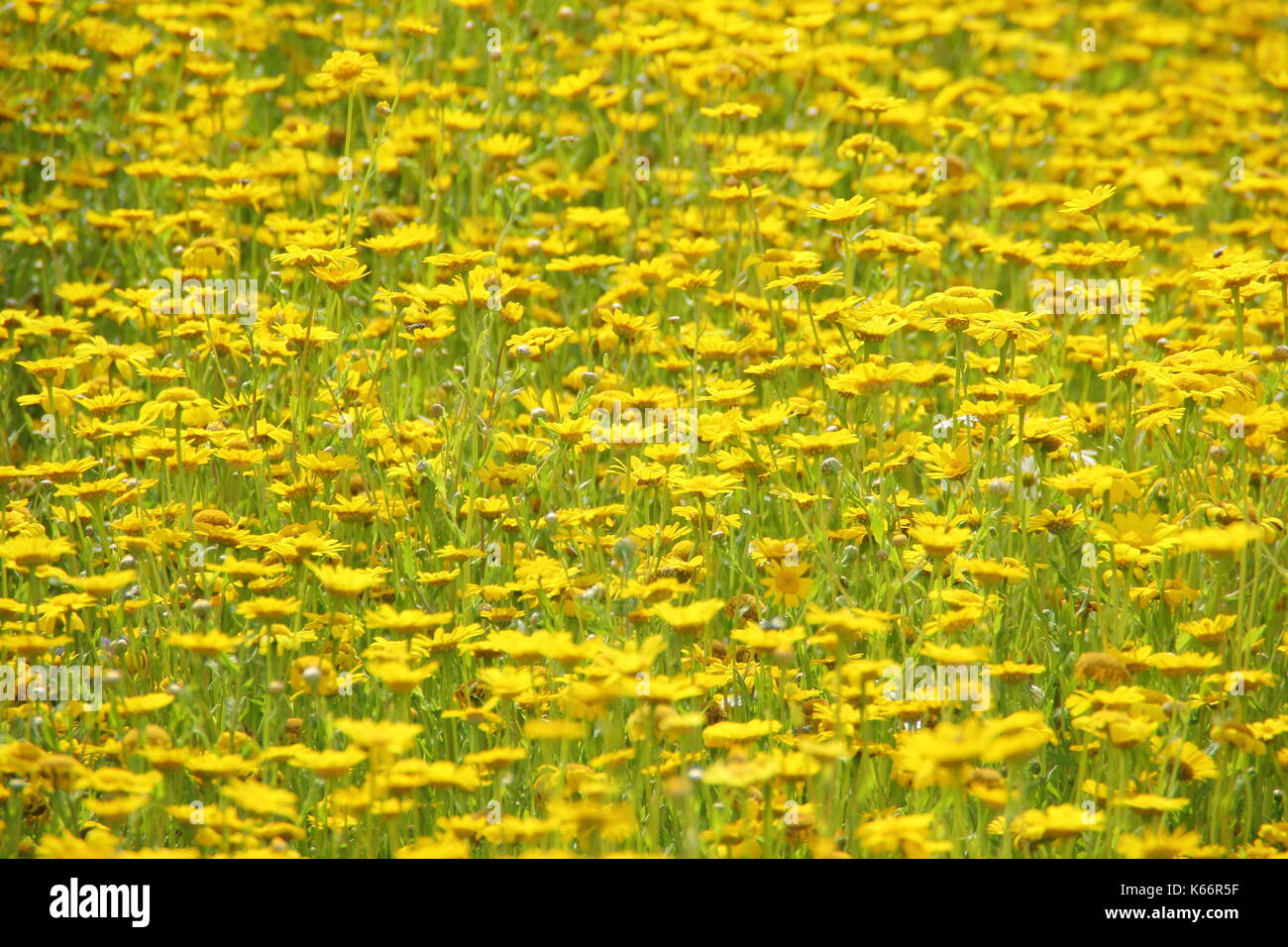 Corn marigolds (chrysanthemum segetum) flourish in a cultivated summer wildflower meadow, UK Stock Photo
