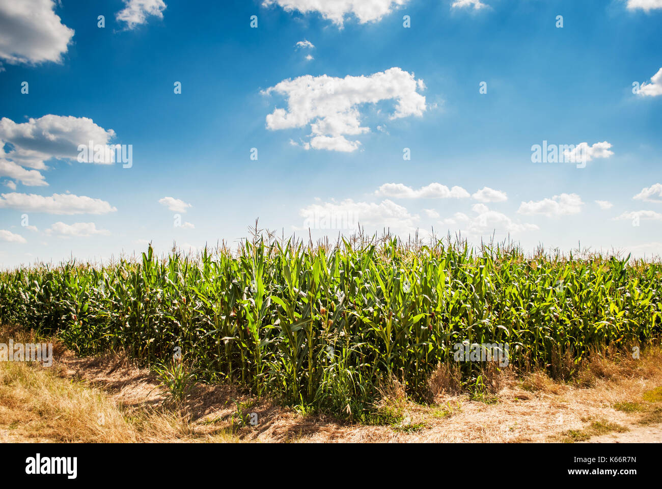 Corn field in the countryside Stock Photo