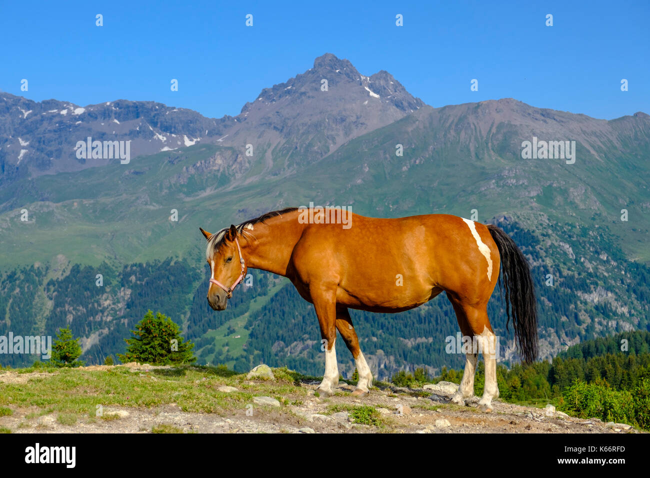 A horse is grazing on the green meadows of the mountain slopes at Alp ...
