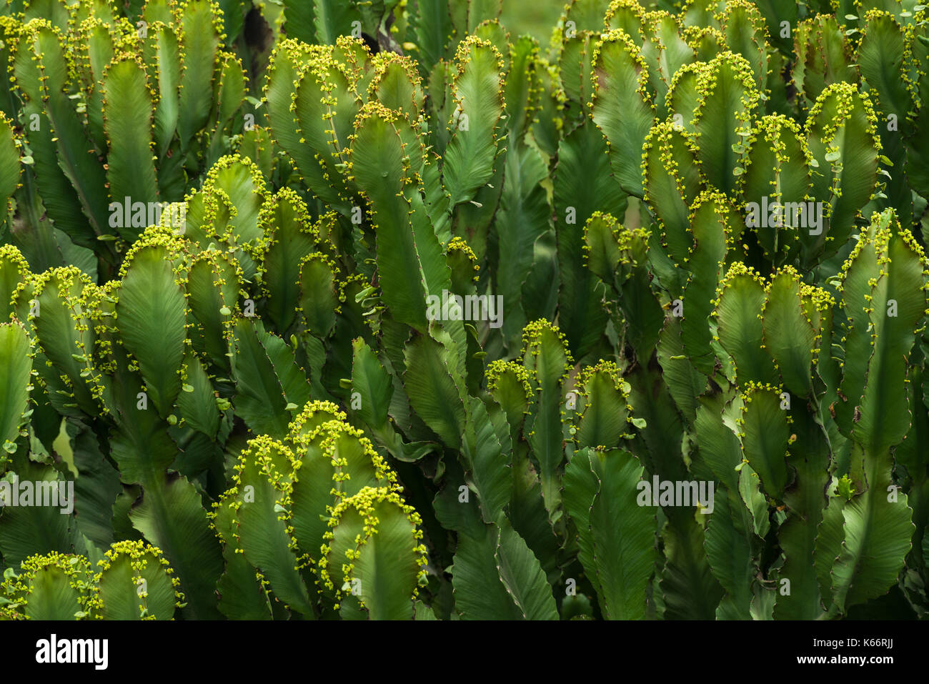 Candelabra tree hires stock photography and images Alamy