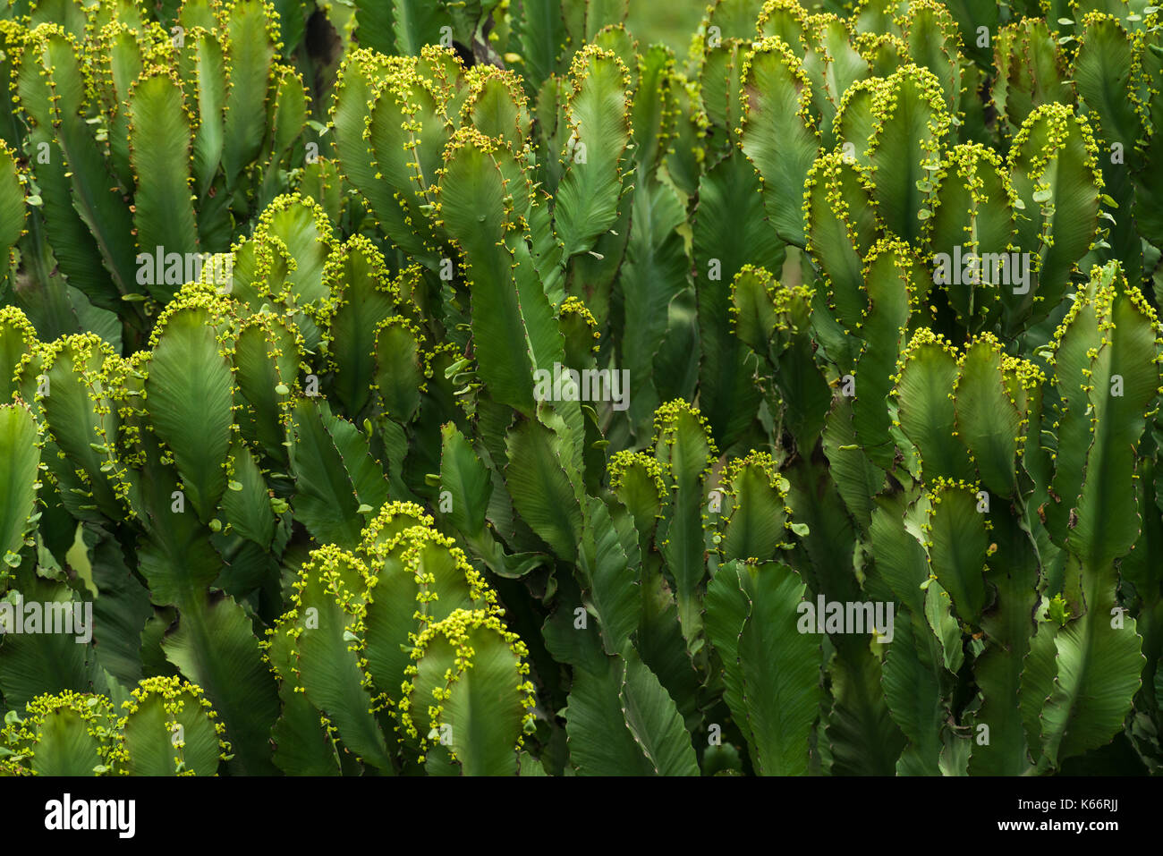 Candelabra Tree (Euphorbia candelabrum) detail of branches, Kenya Stock Photo