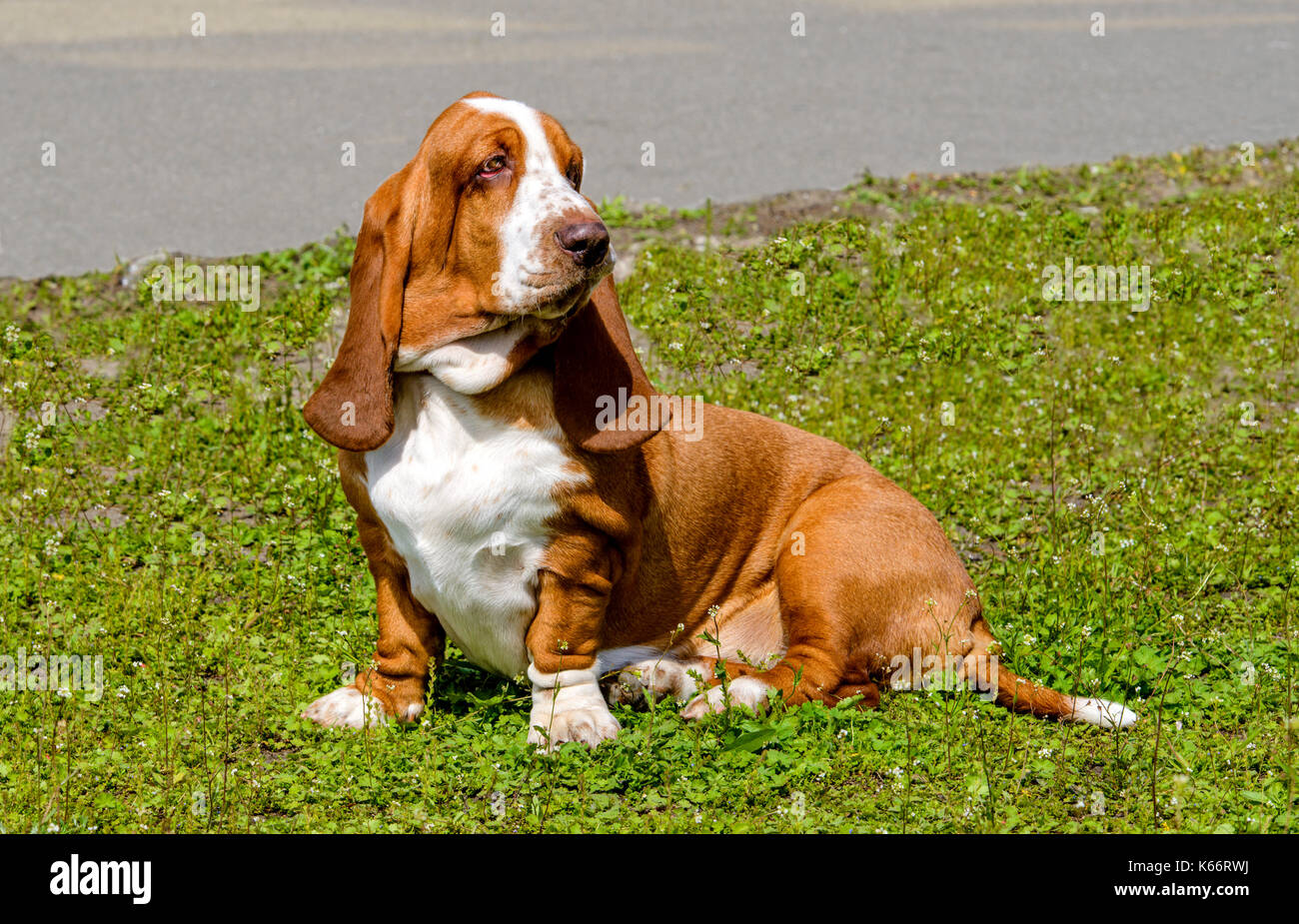 Basset Hound waits.  The Basset Hound is on the grass in the park. Stock Photo