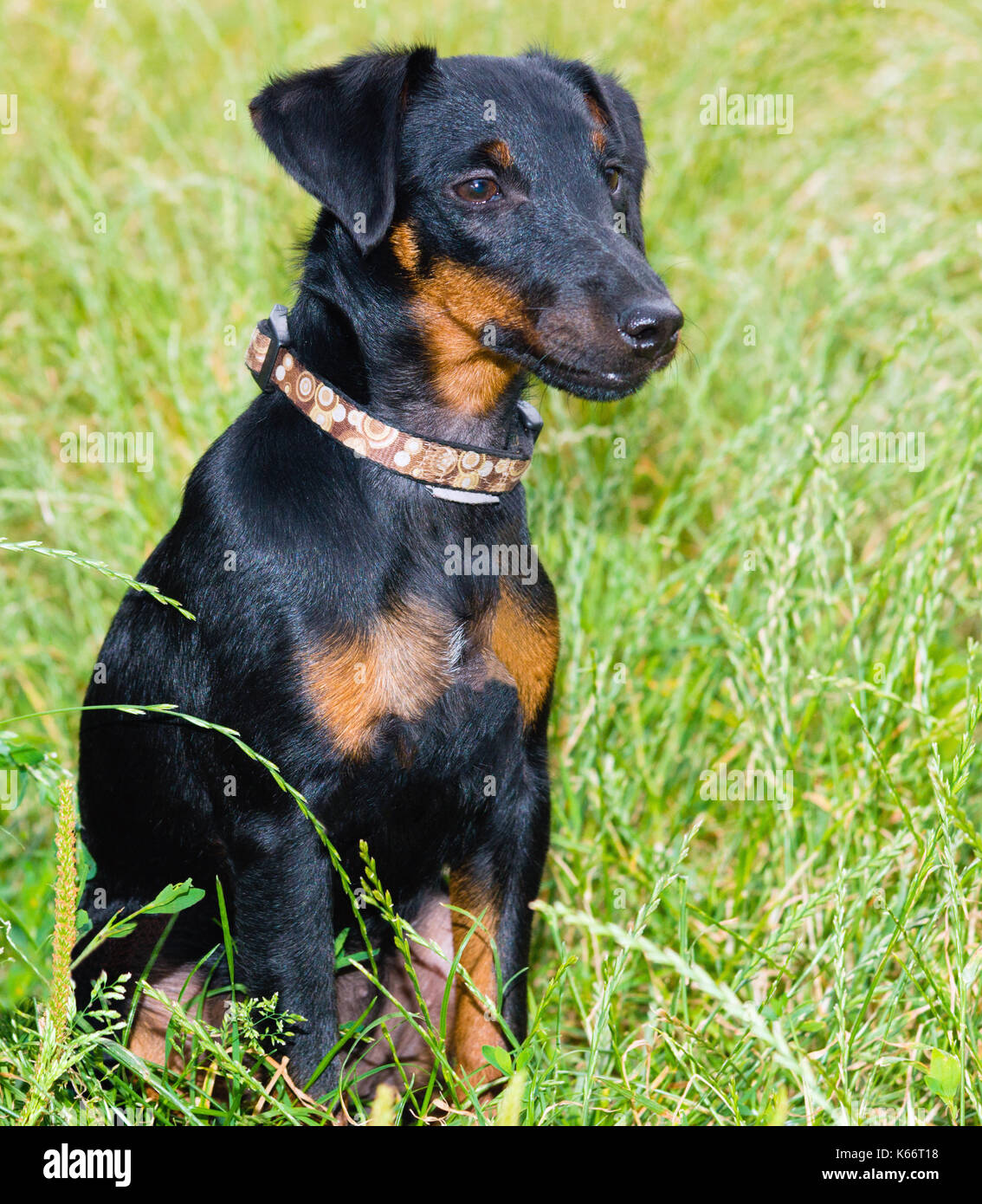 German Hunting Terrier, Jagdterrier. The Jagdterrier seats on the green grass. Stock Photo